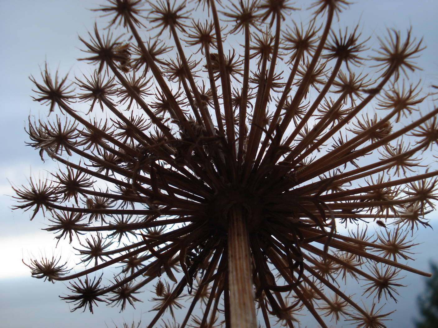 Daucus.carota.ssp.maxima.Spa -Mallorca.JPG