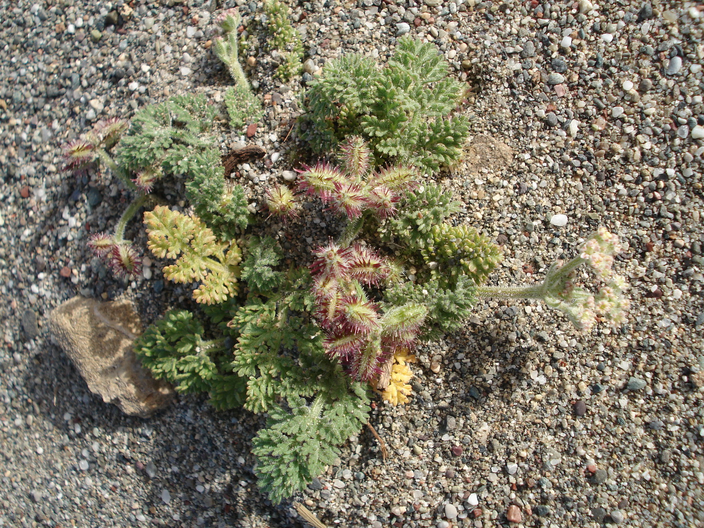 Pseudorlaya.pumila.Kreta-Agios.Pavlos.jpg