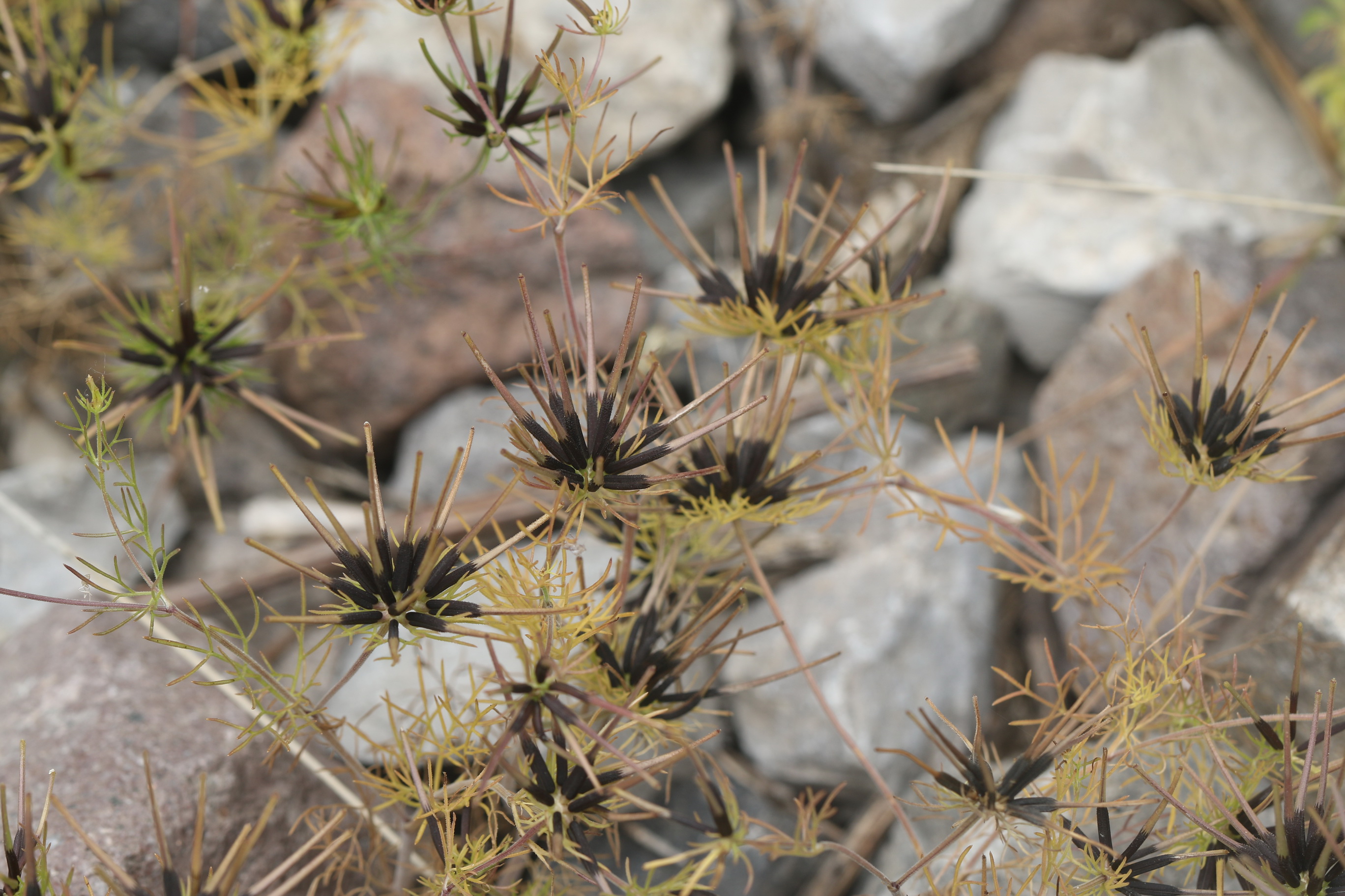 Scandix.stellata.Iran-Elburs.Larijan.24.5.19.JPG