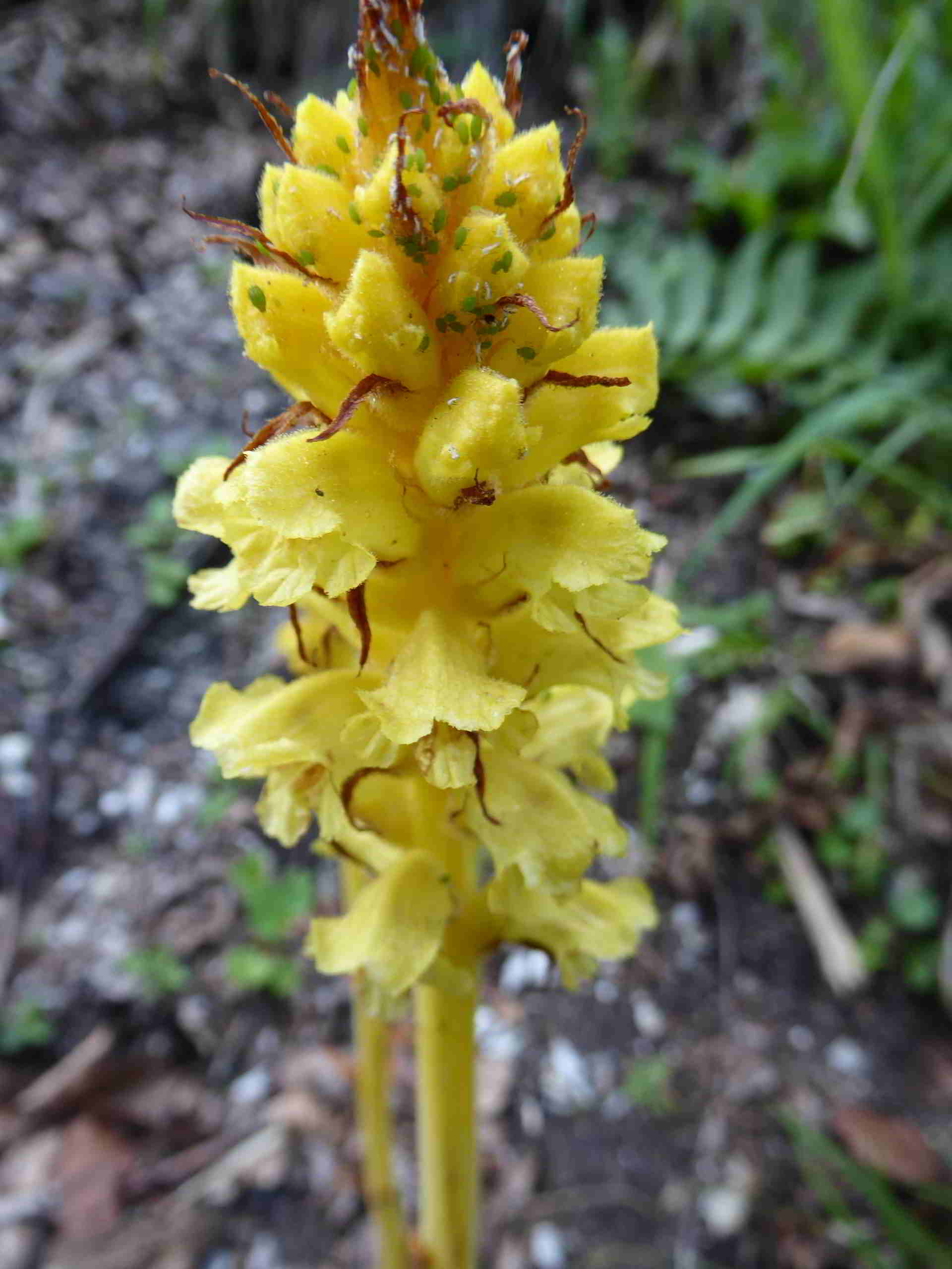 Orobanche-Straße Hinternaßwald-(9).JPG