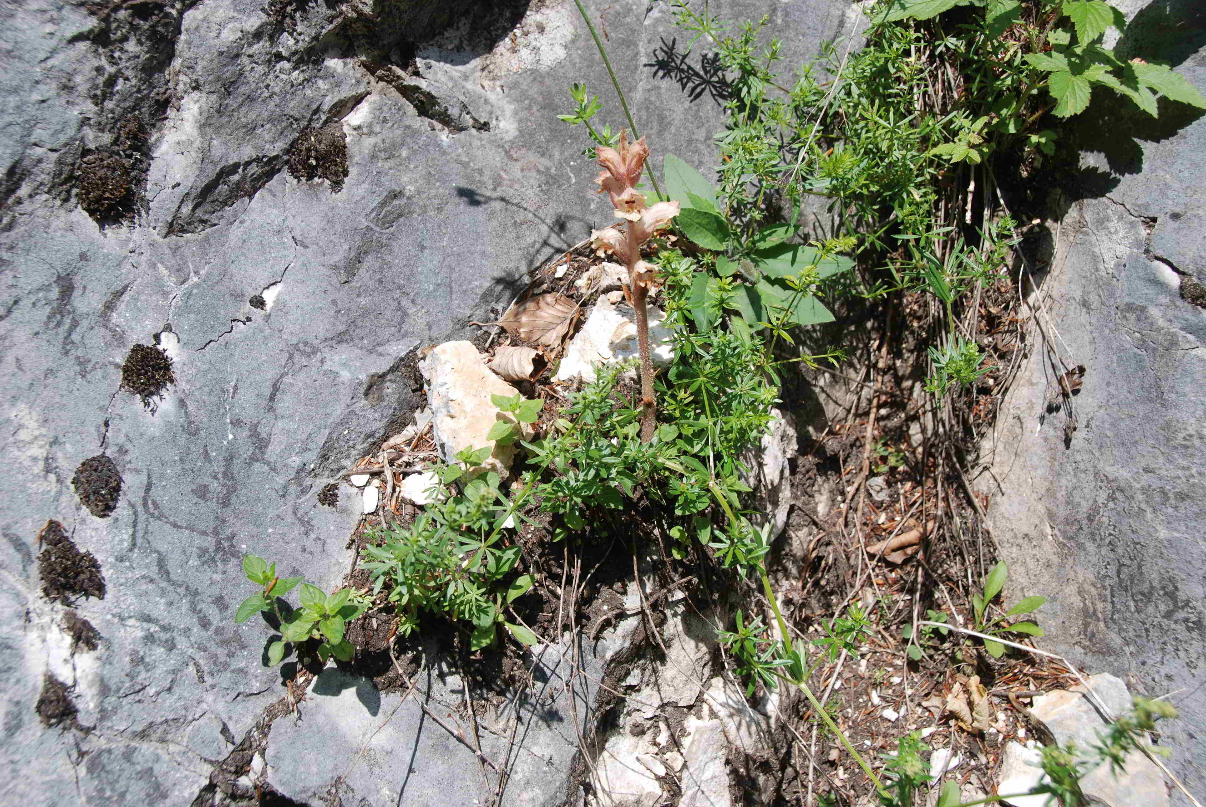 Orobanche-Wanderweg Hinternaßwald-(2).JPG