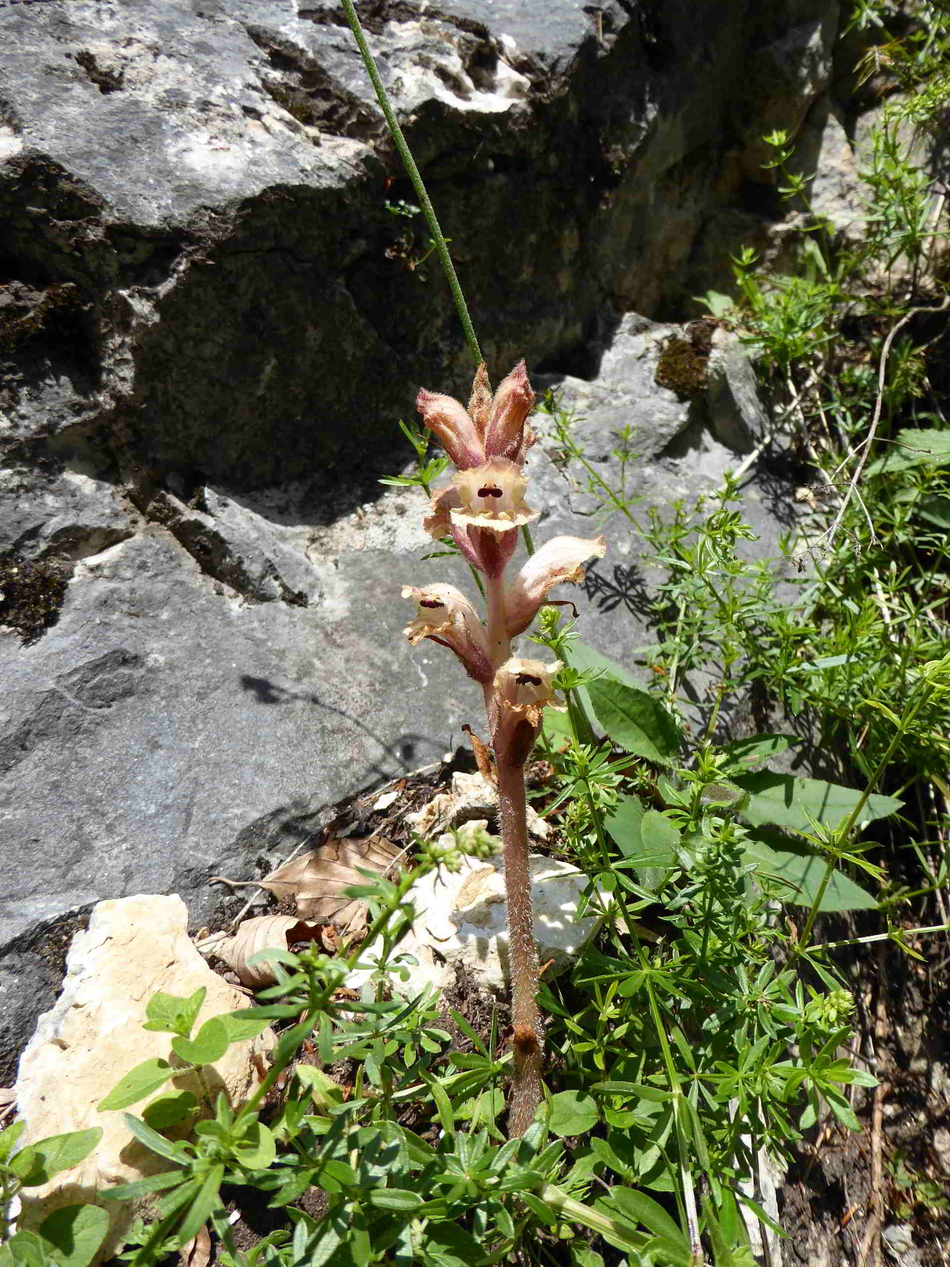 Orobanche-Wanderweg Hinternaßwald-(5).JPG