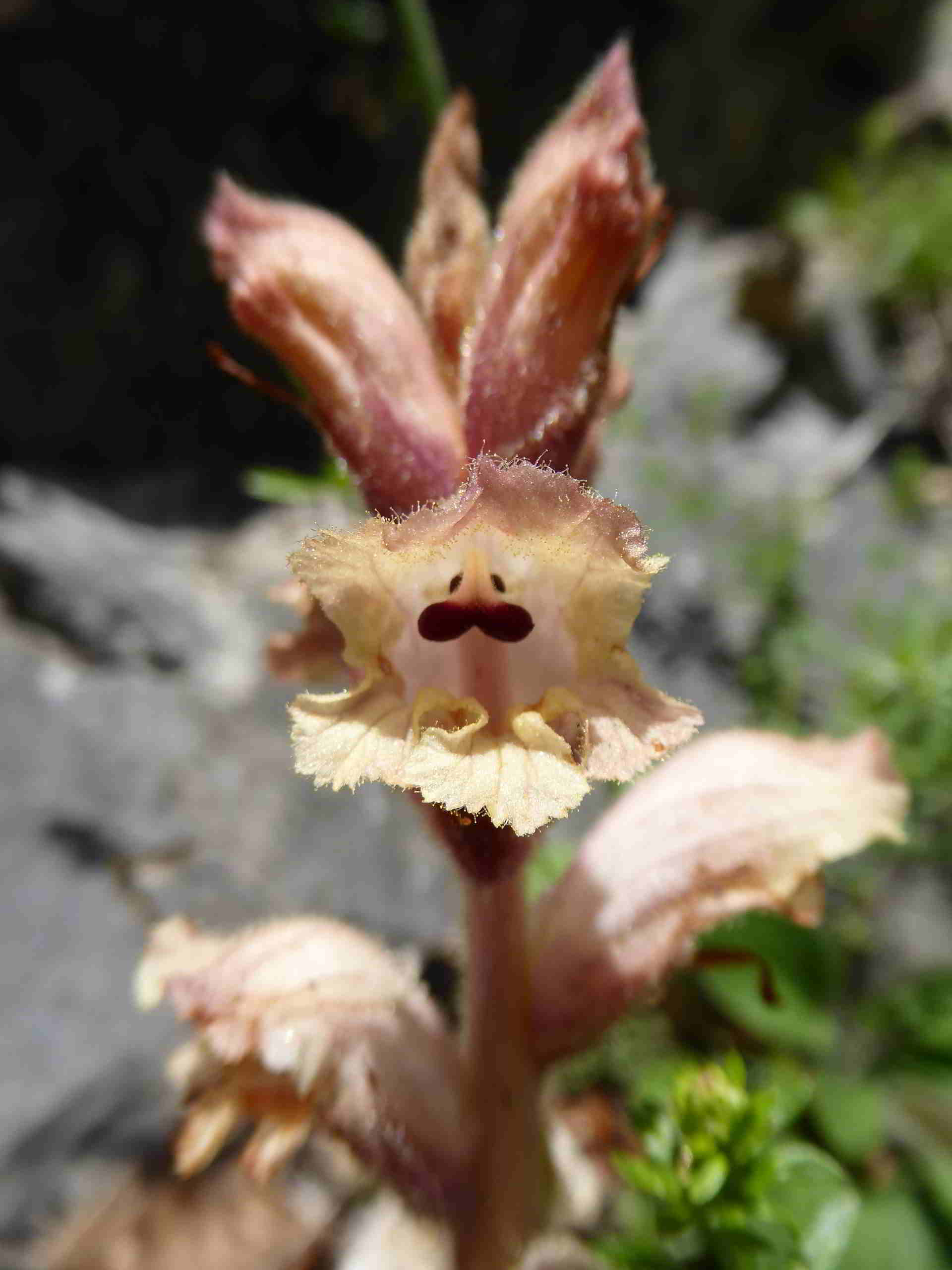 Orobanche-Wanderweg Hinternaßwald-(6).JPG