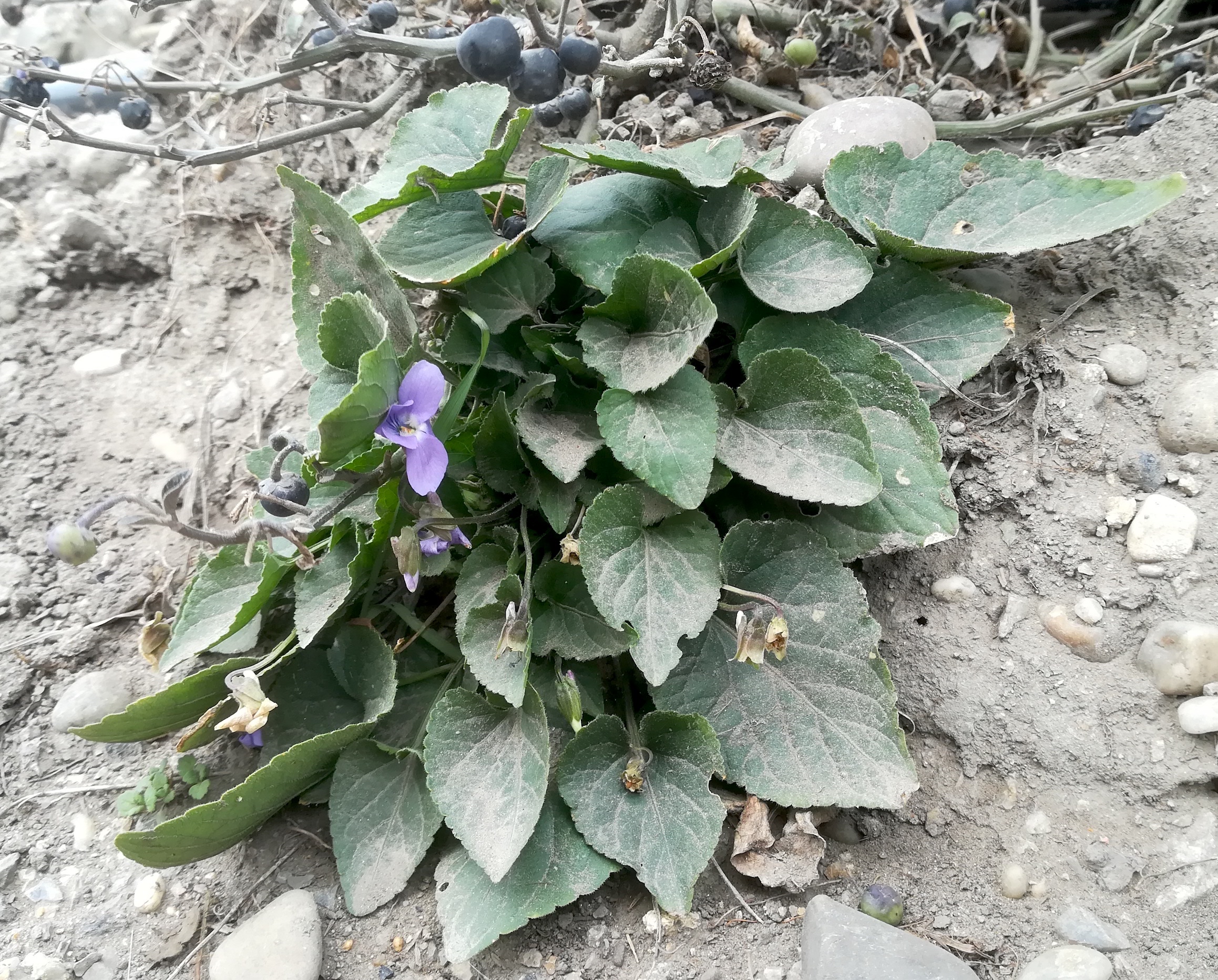 viola hirta raasdorf trasse marchegger ostbahn_20191026_105952.jpg