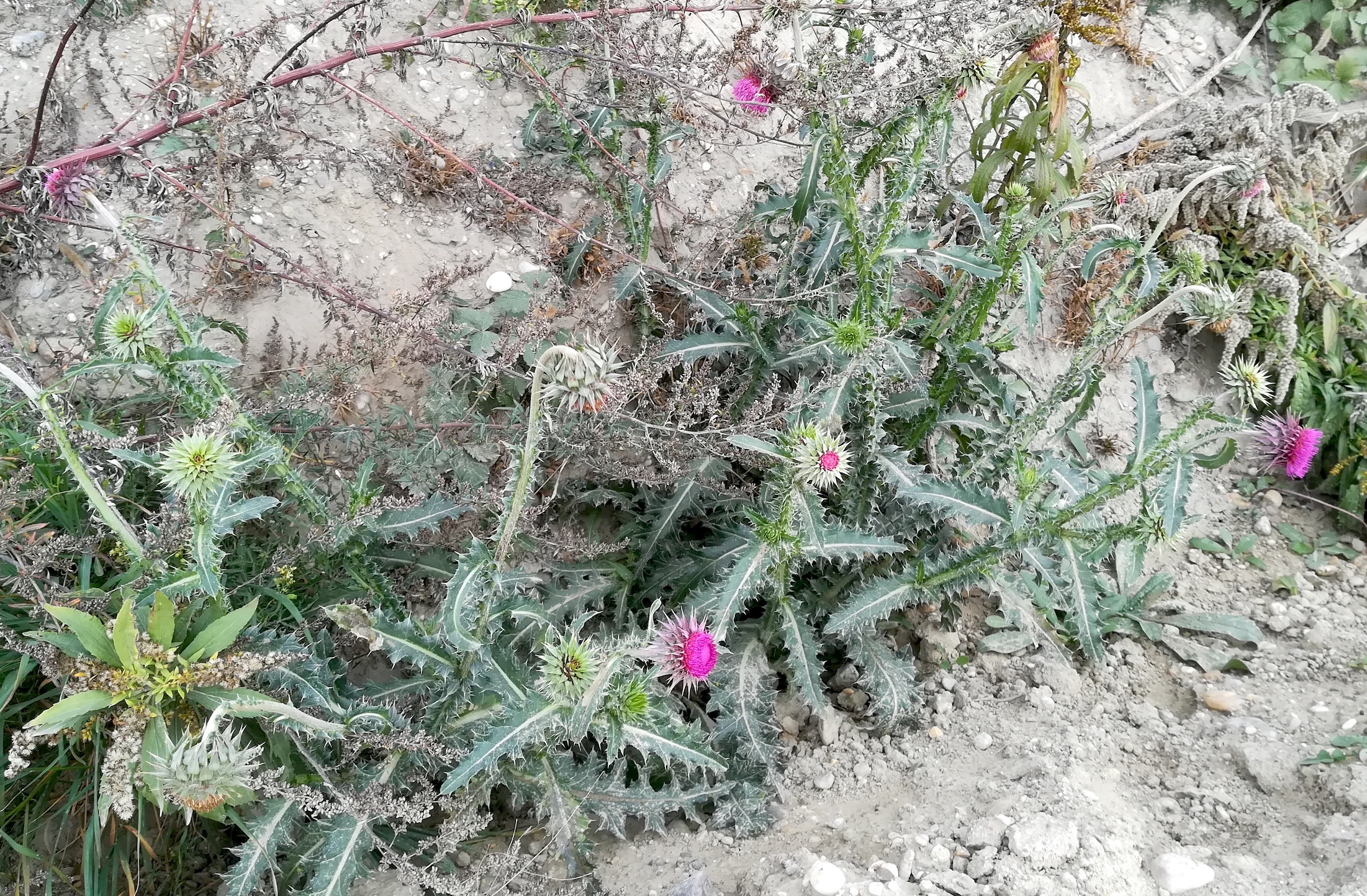 carduus nutans raasdorf trasse marchegger ostbahn_20191026_113241.jpg