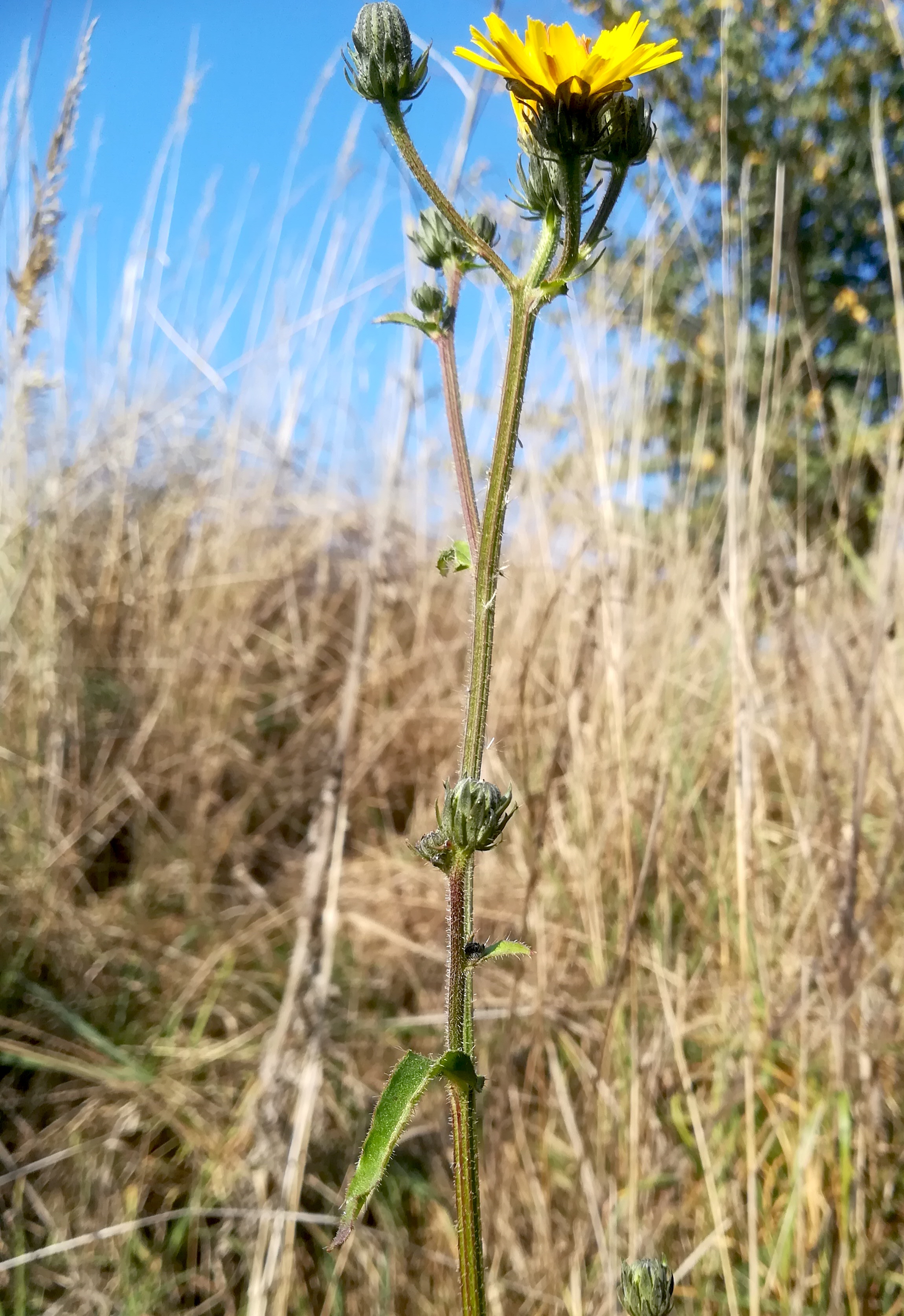 picris hieracioides subsp. hieracioides schottergruben E untersiebenbrunn_20191026_132555.jpg