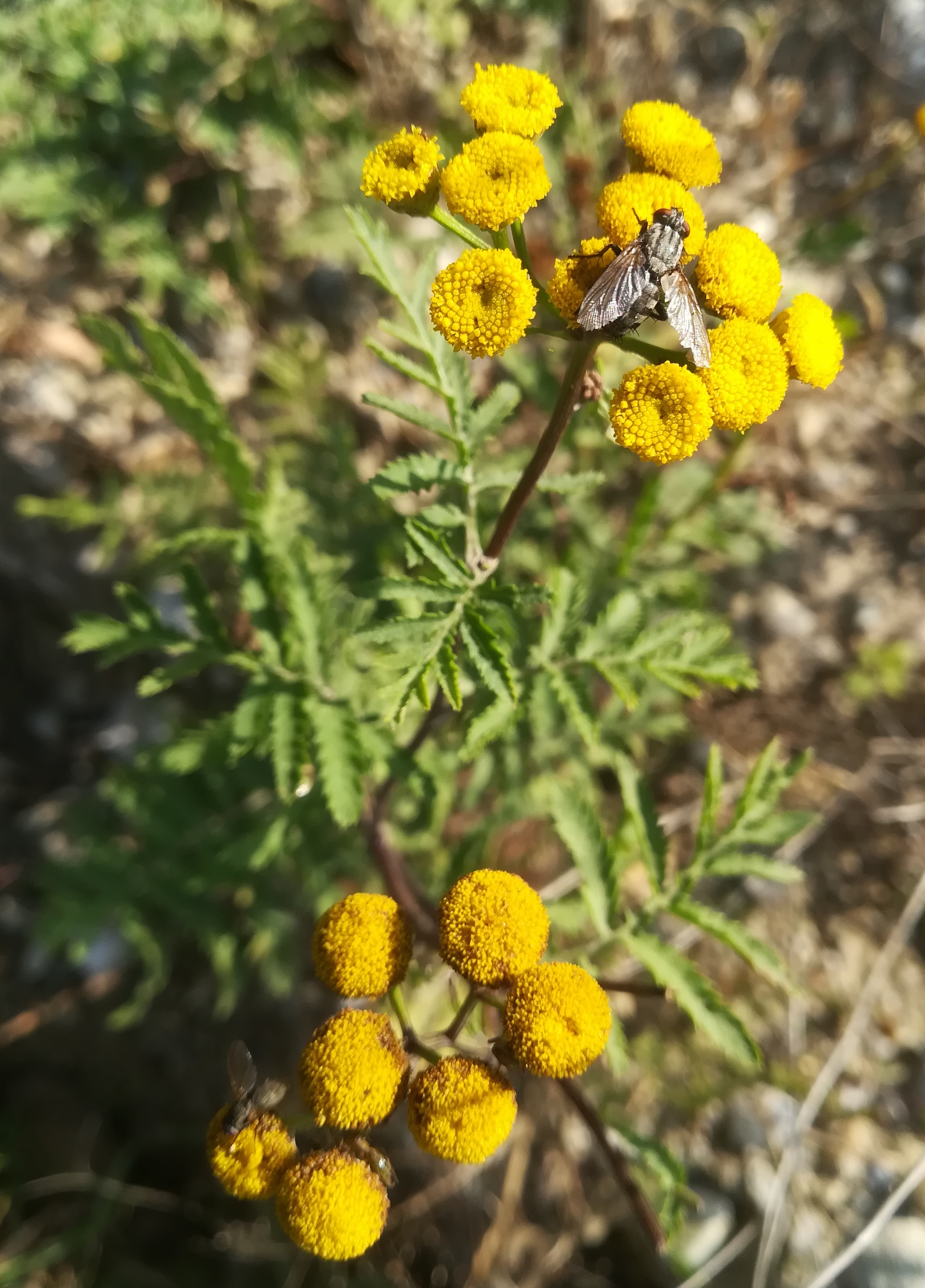 tanacetum vulgare schottergruben E untersiebenbrunn_20191026_132709.jpg