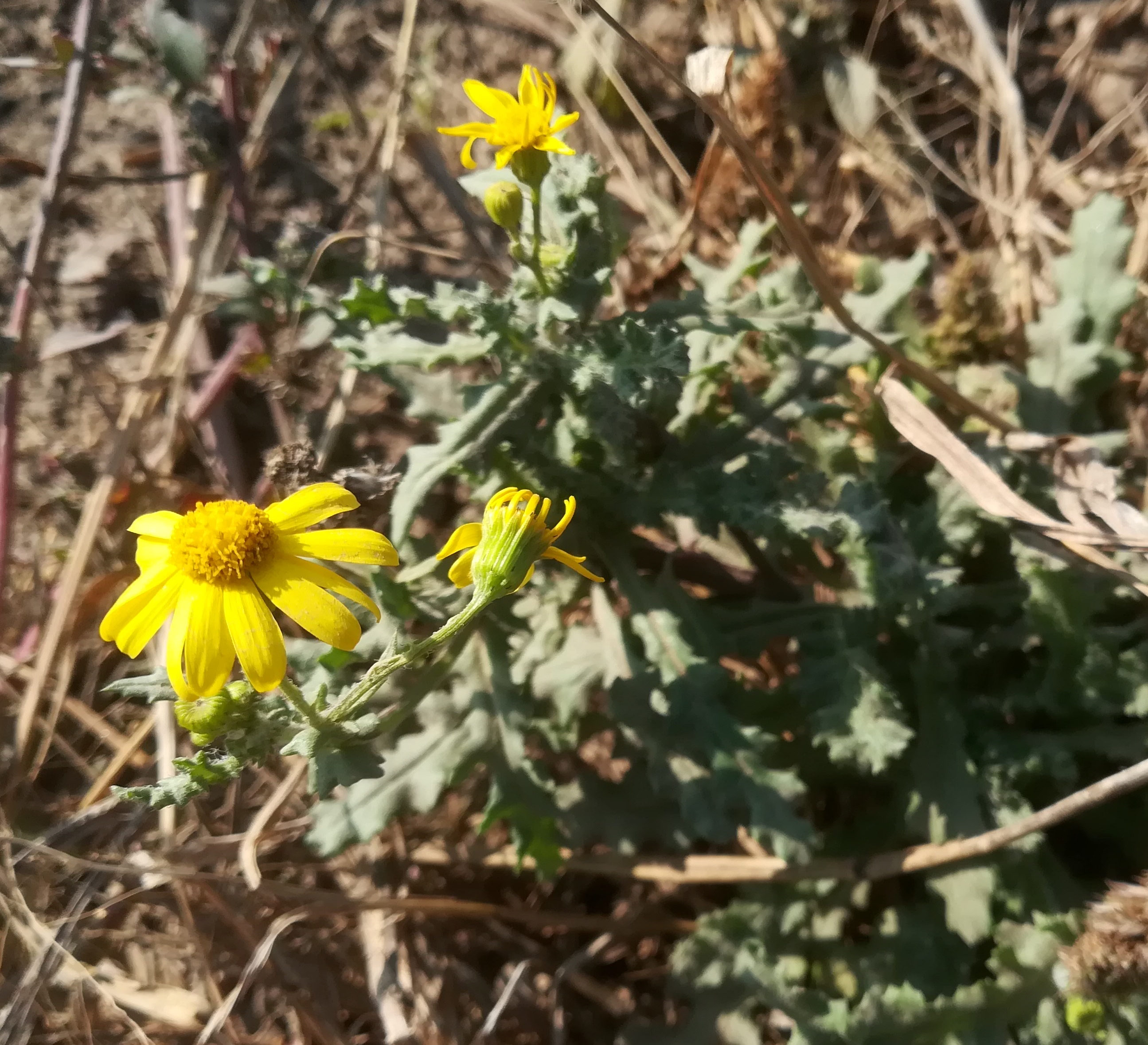 senecio vernalis schottergruben E untersiebenbrunn_20191026_133532.jpg