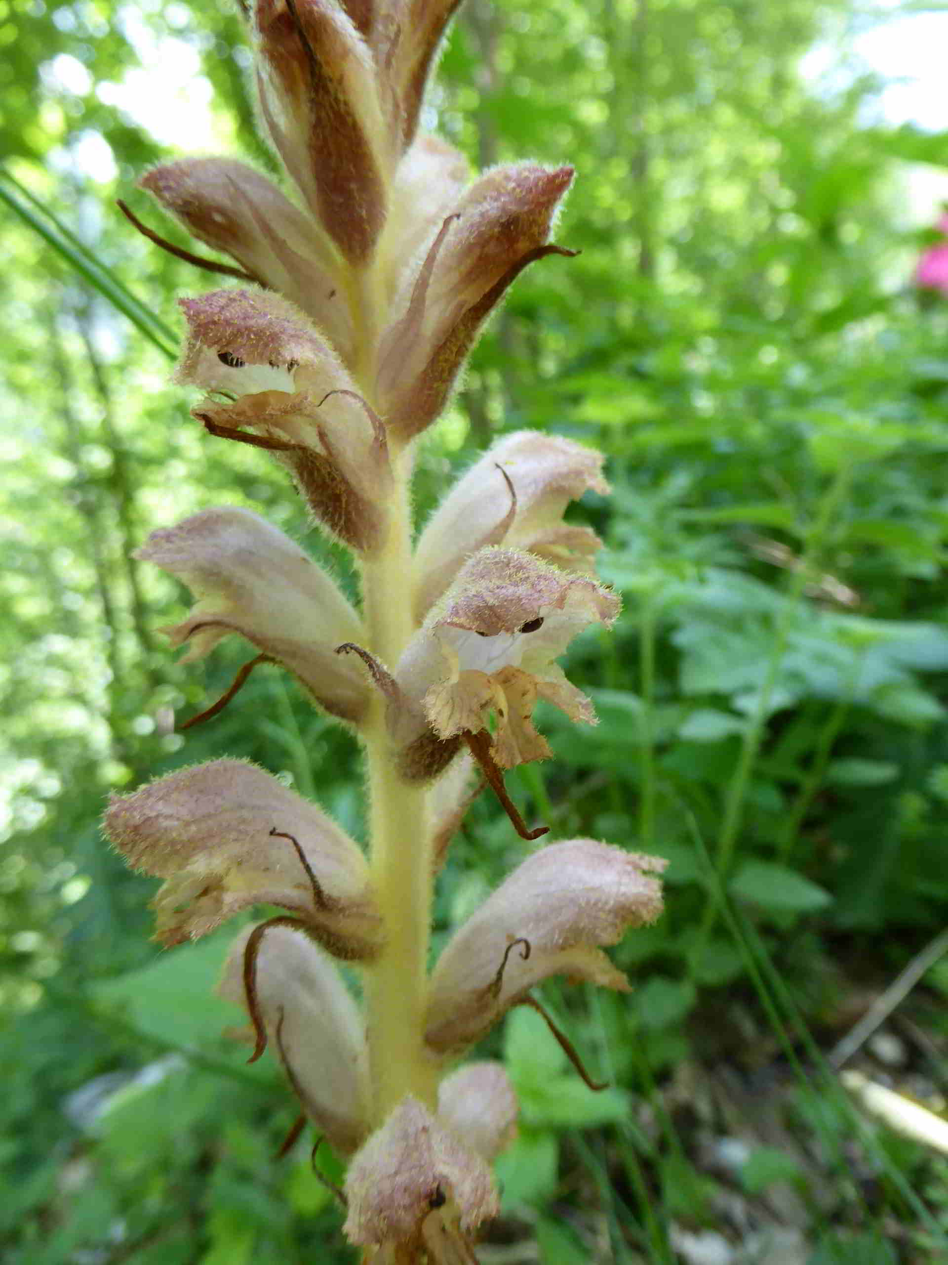 Orobanche-Wanderweg Hinternaßwald-(8).JPG