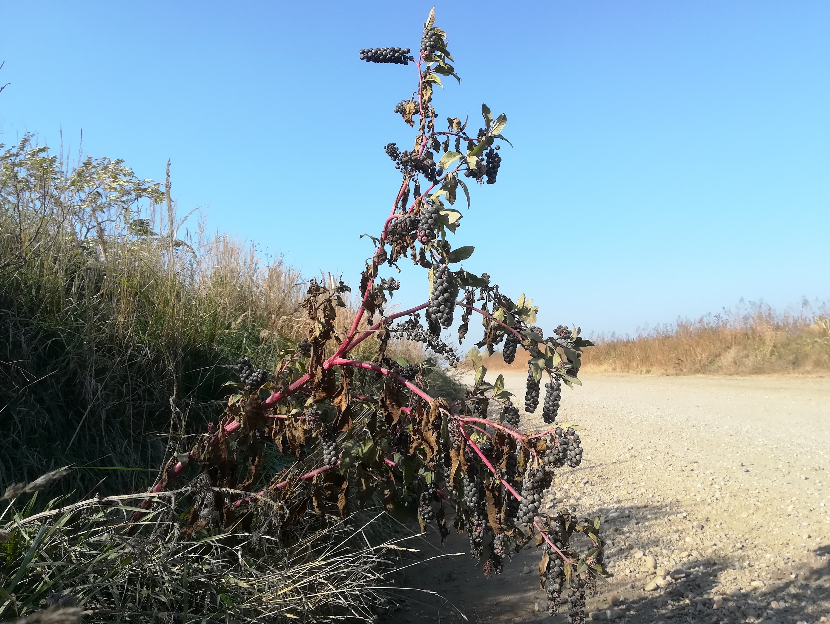 phytolacca americana schottergruben E untersiebenbrunn_20191026_125405.jpg