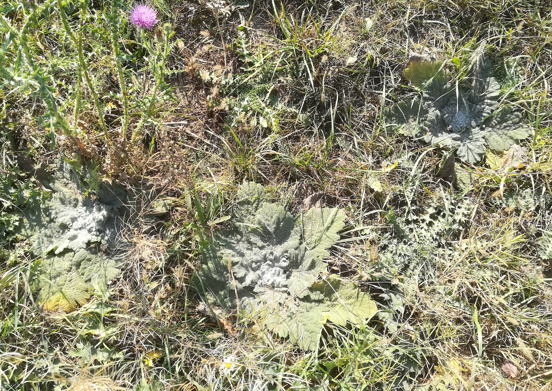 salvia aethiopis schottergruben E untersiebenbrunn_20191026_135932.jpg