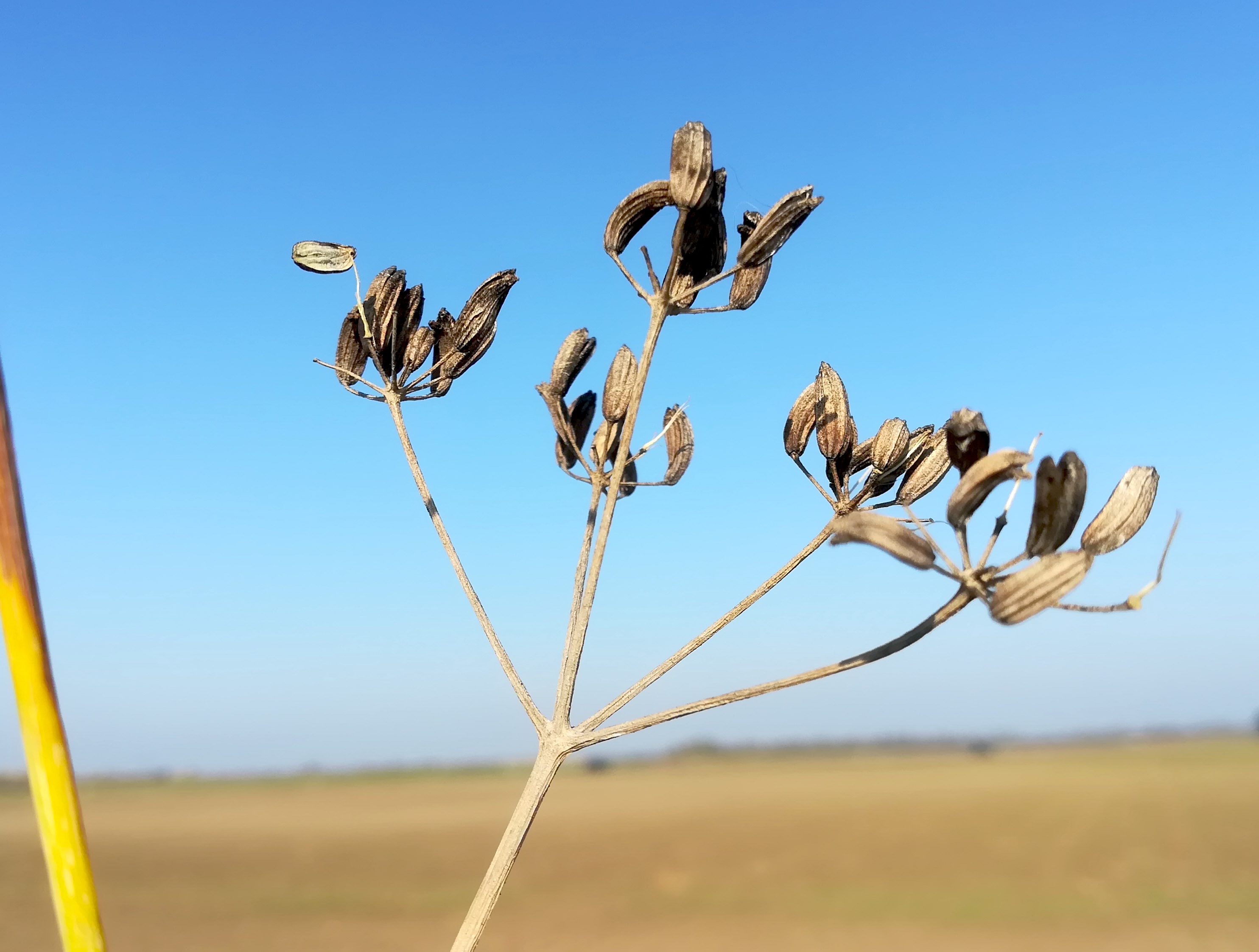 anethum graveolens schottergruben E untersiebenbrunn_20191026_135542.jpg