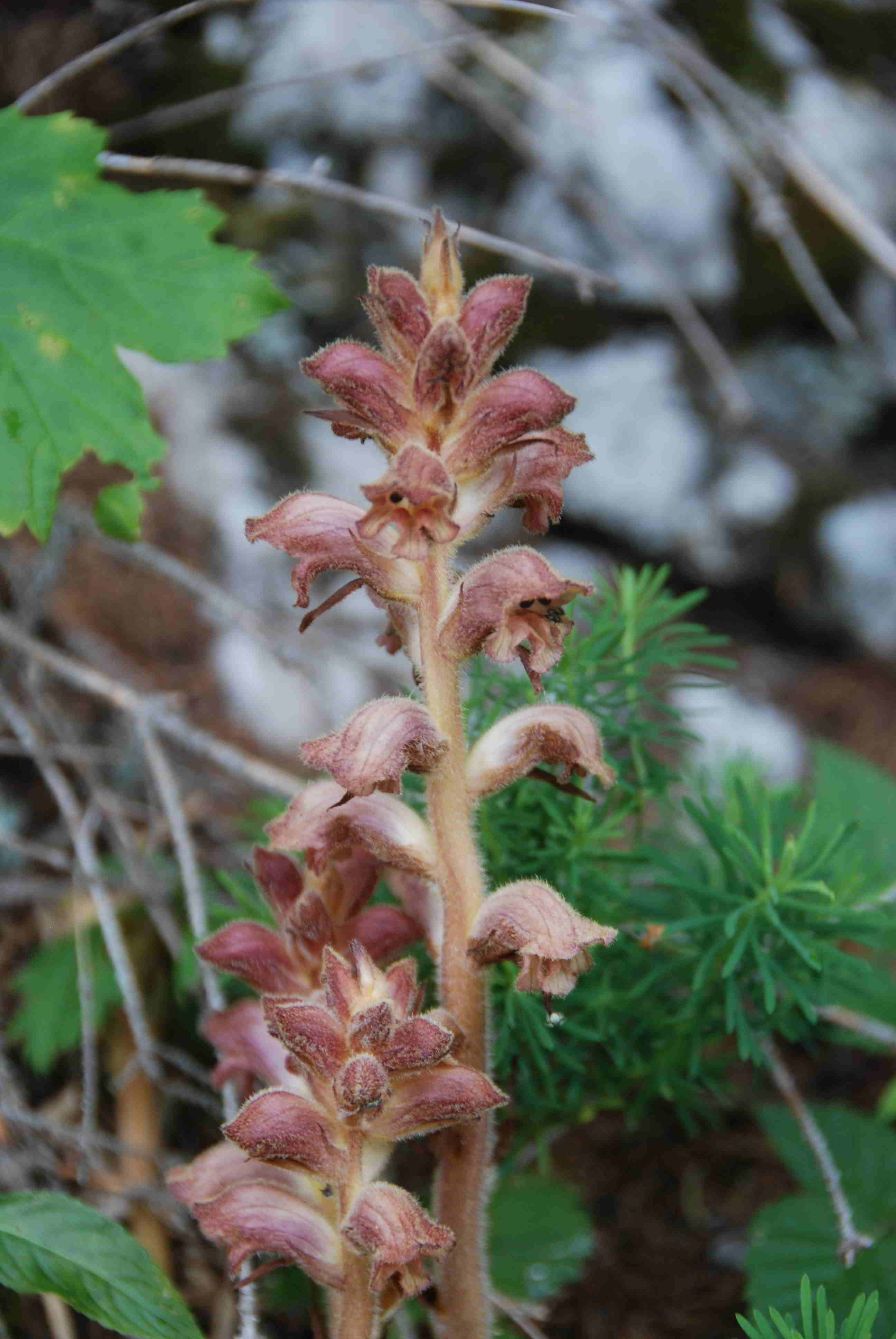 Orobanche-Zellerhut-(4).JPG