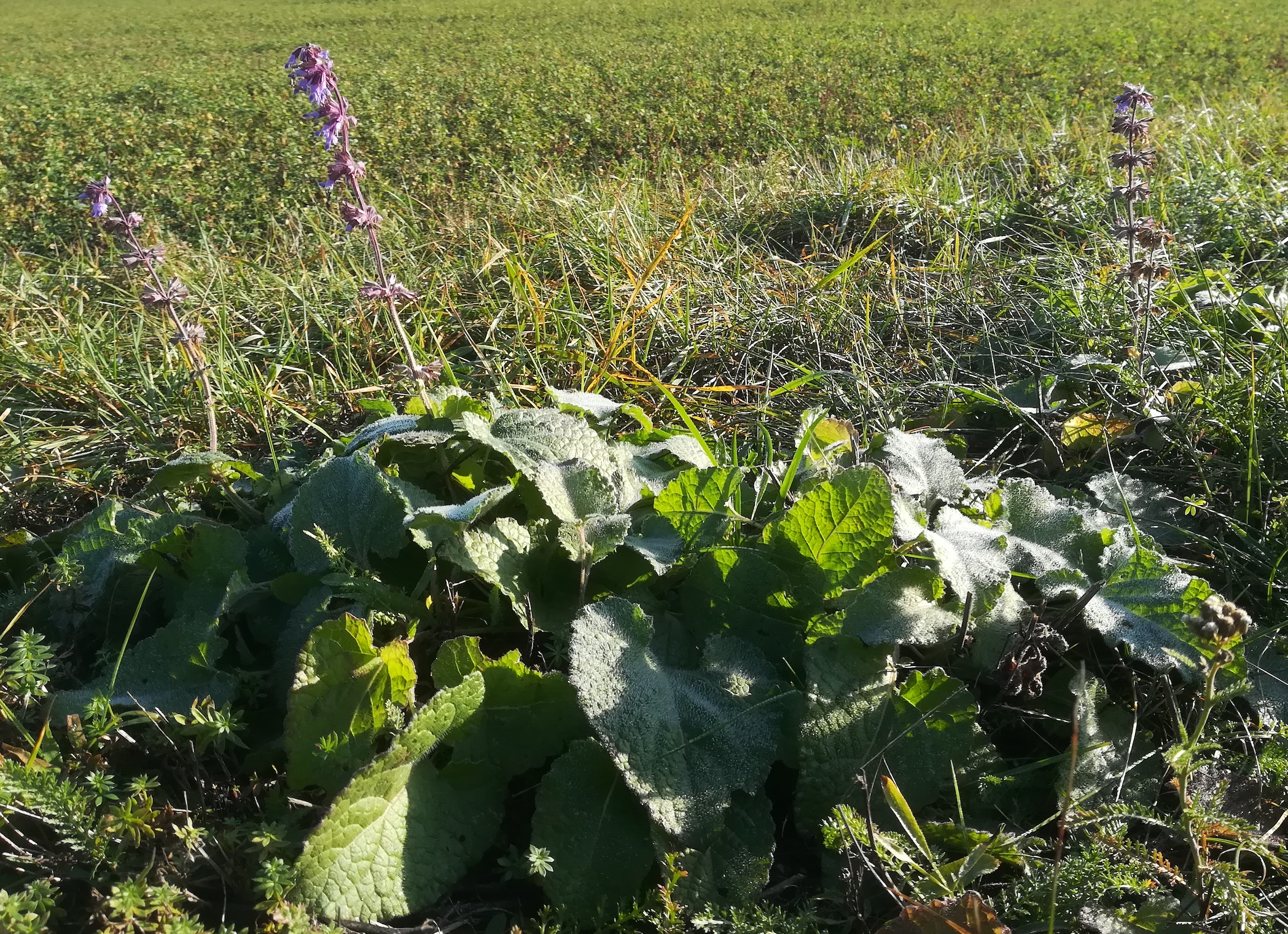 salvia verticillata bhf gramatneusiedl_20191027_084611.jpg