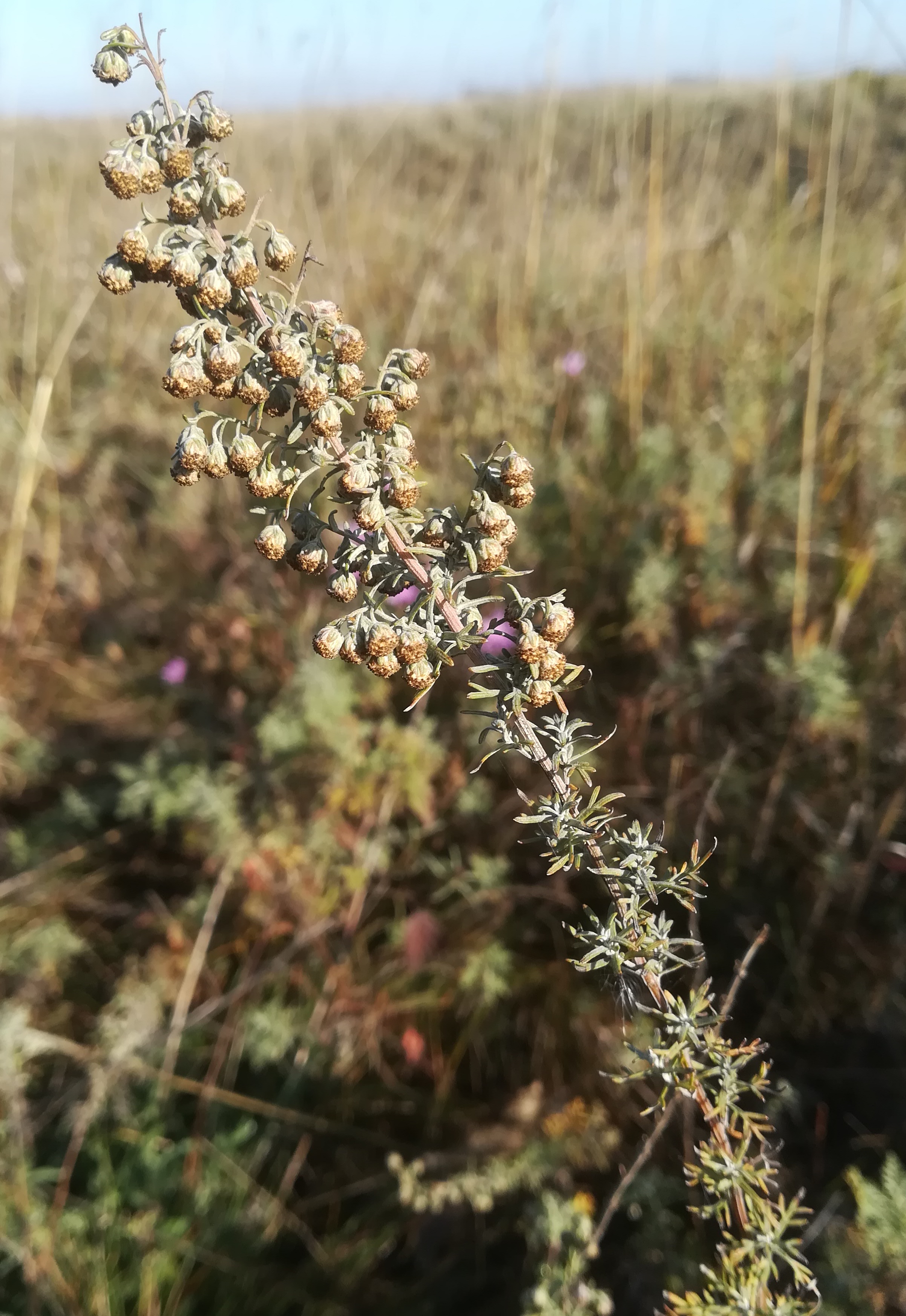 artemisia austriaca bhf gramatneusiedl_20191027_093737.jpg