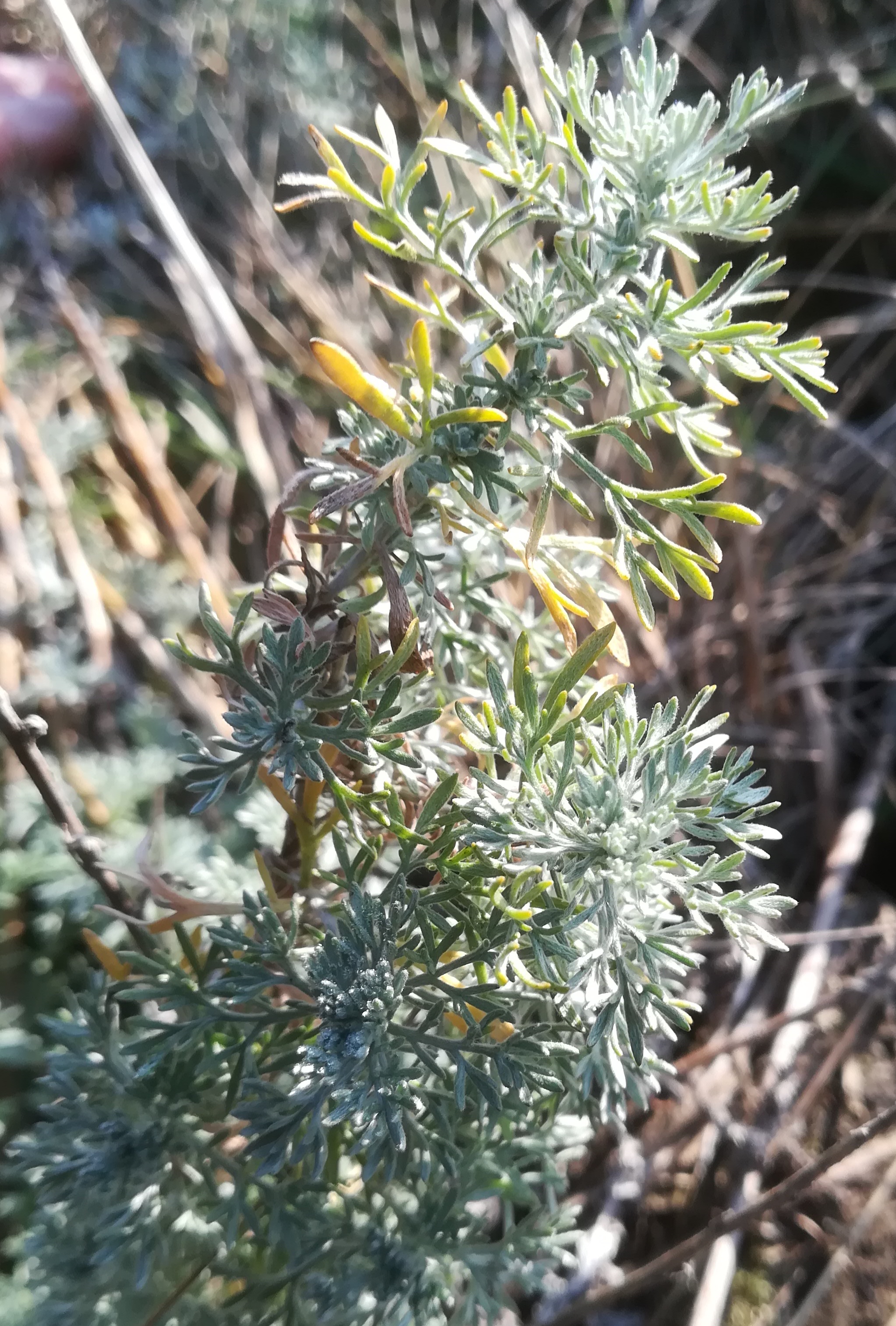 artemisia austriaca bhf gramatneusiedl_20191027_090900.jpg