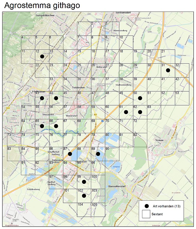 Agrostemma githago Traiskirchen ab dem Jahr 2000 v4.jpg