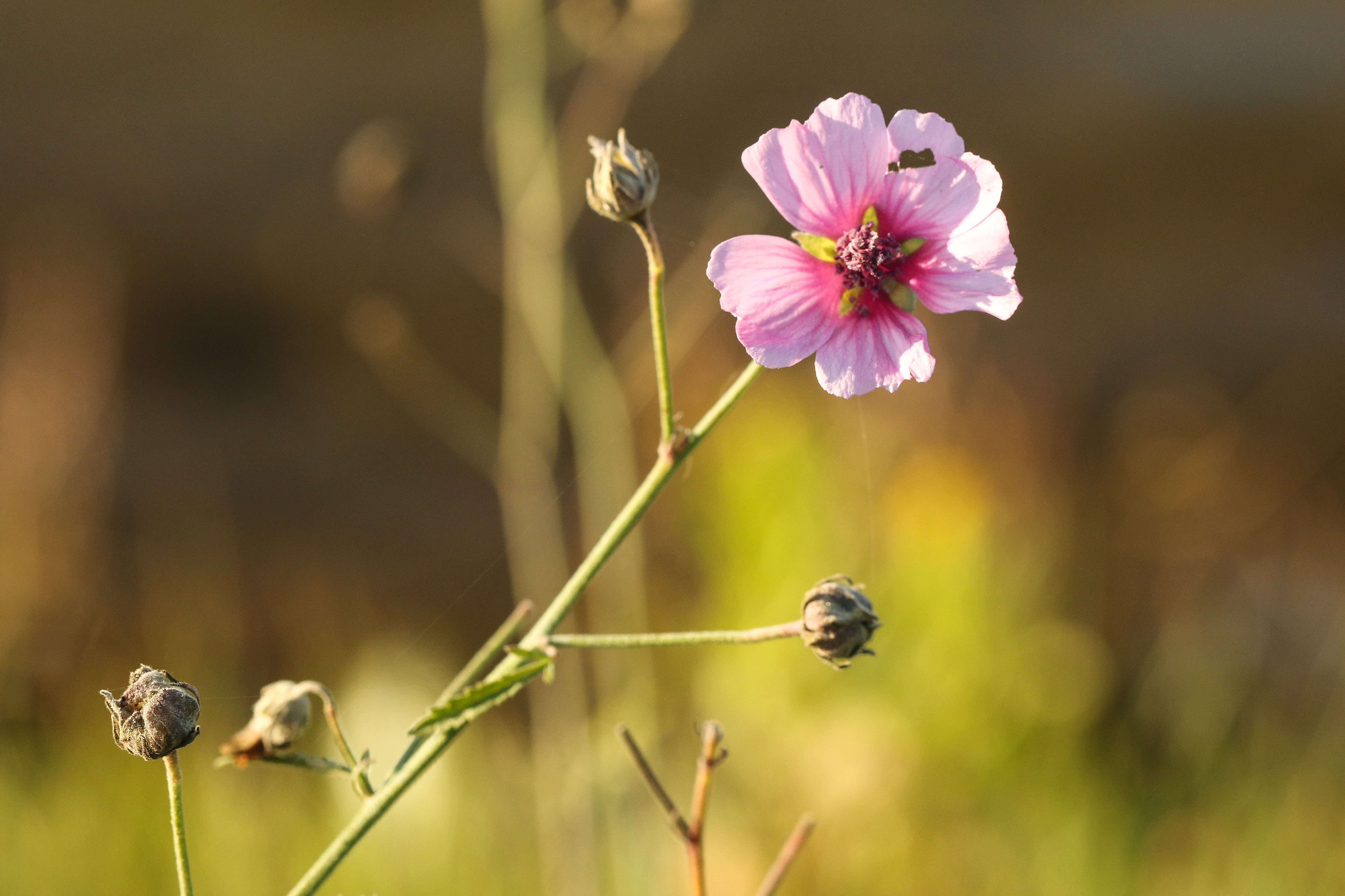 Althaea cannabina.jpg