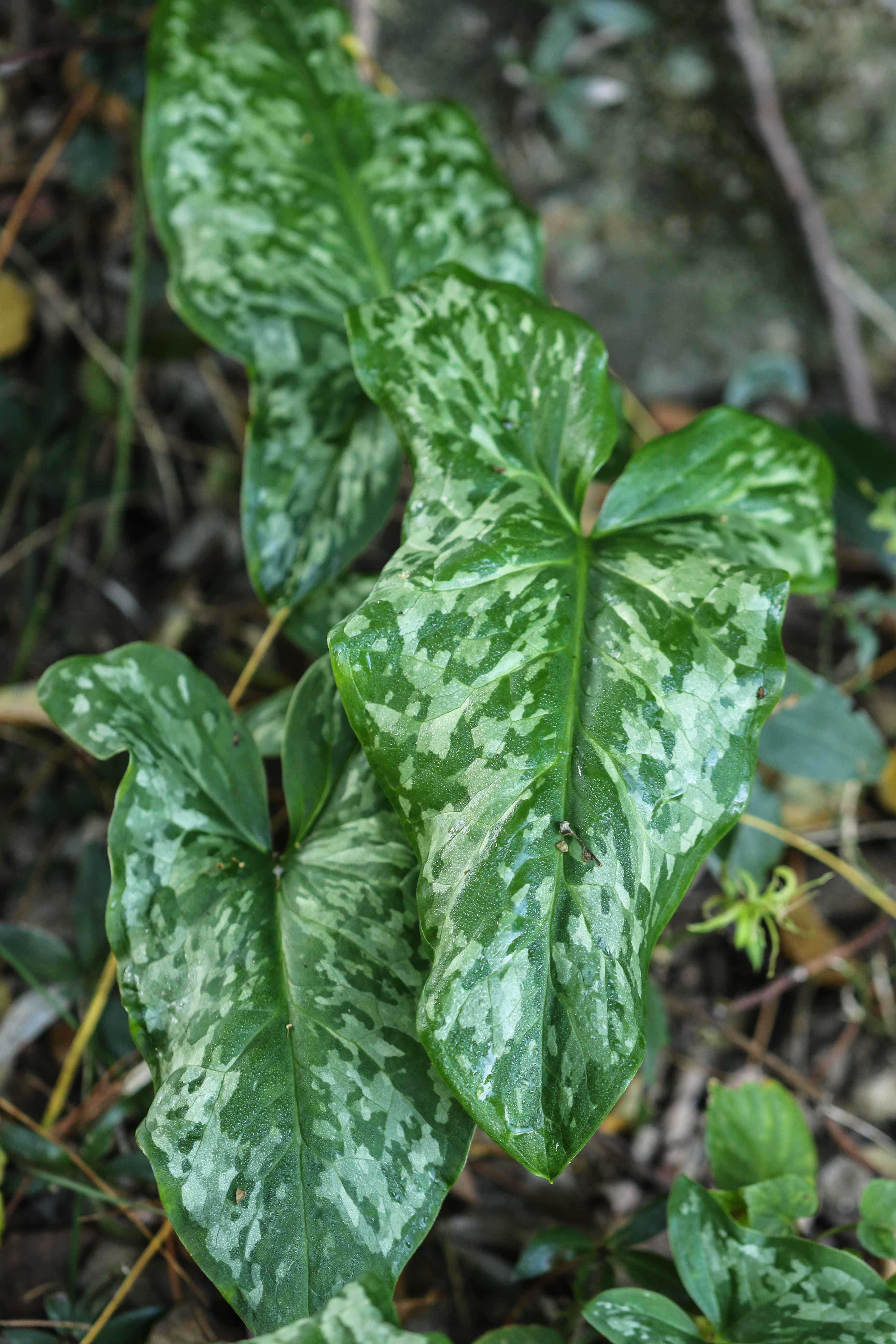 Arum italicum.jpg