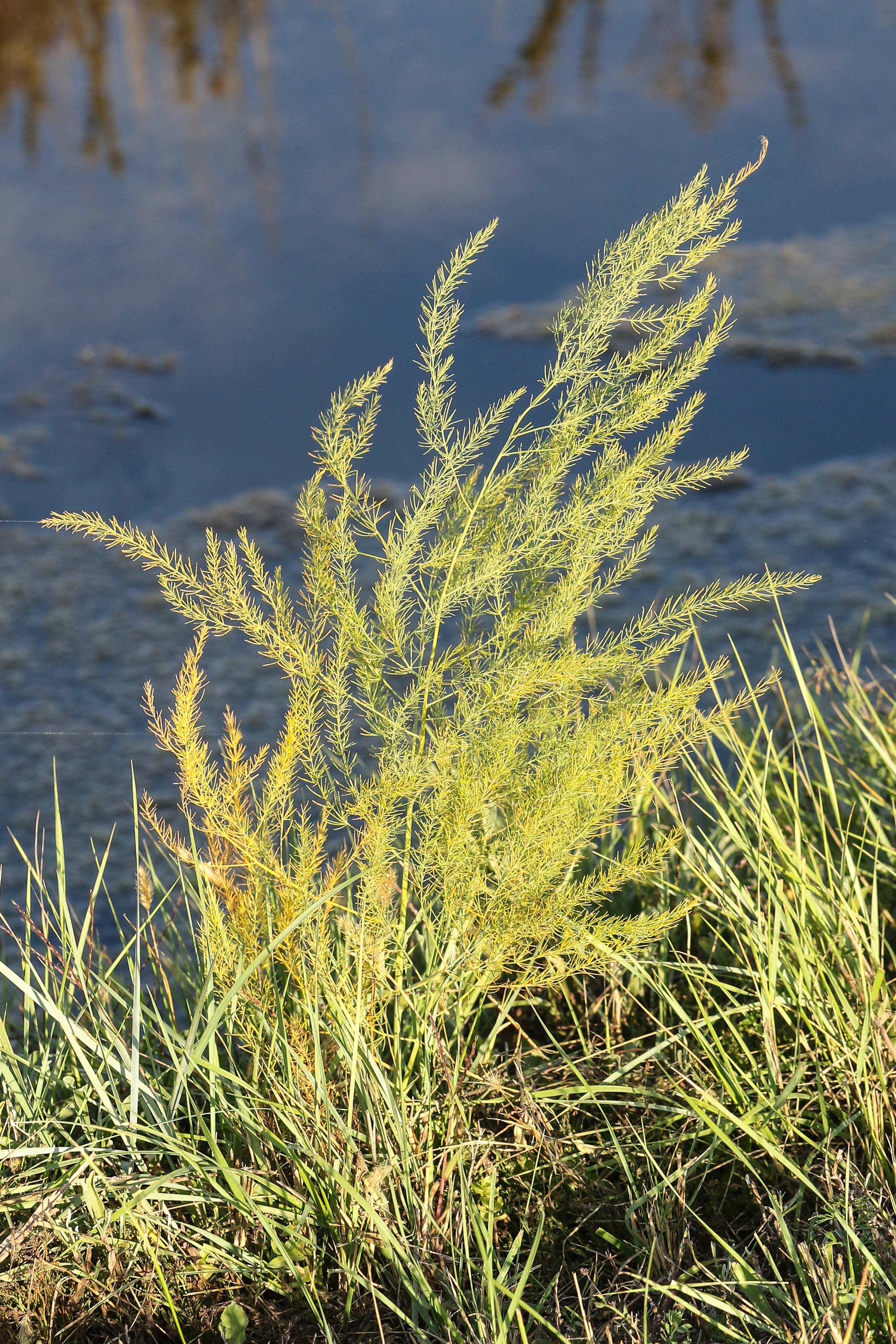 Asparagus maritimus.jpg