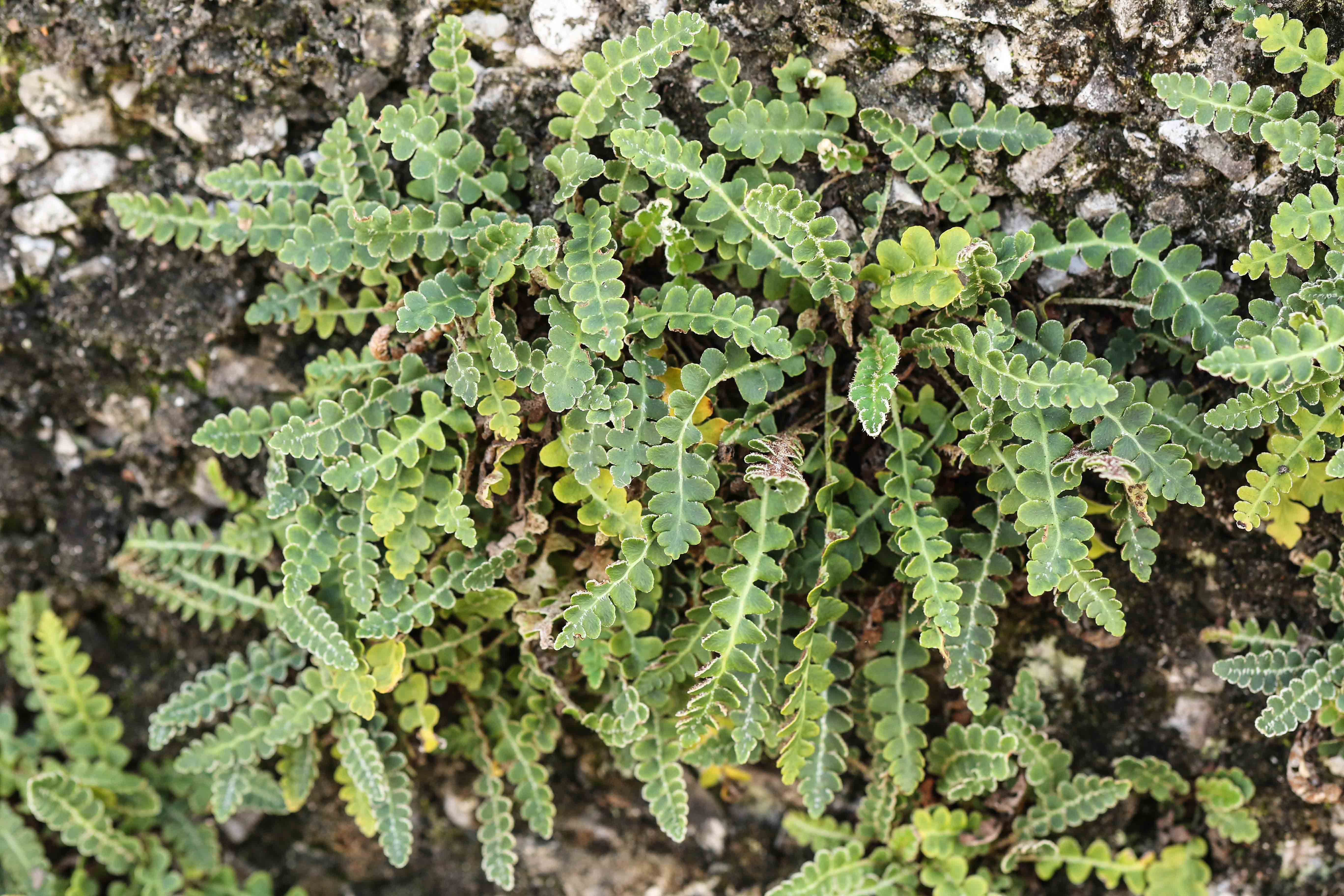 Asplenium ceterach.jpg