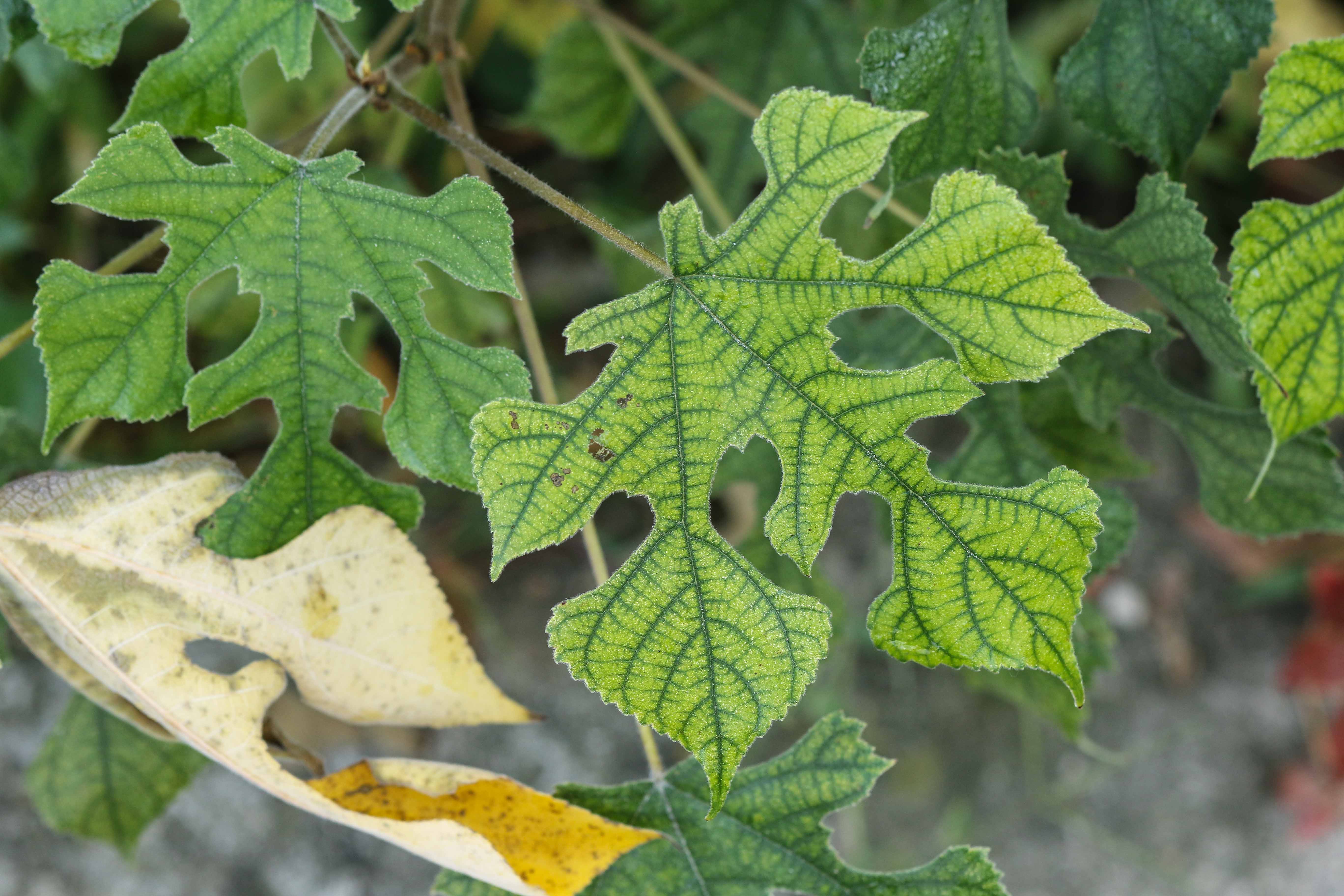 Broussonetia papyrifera.jpg