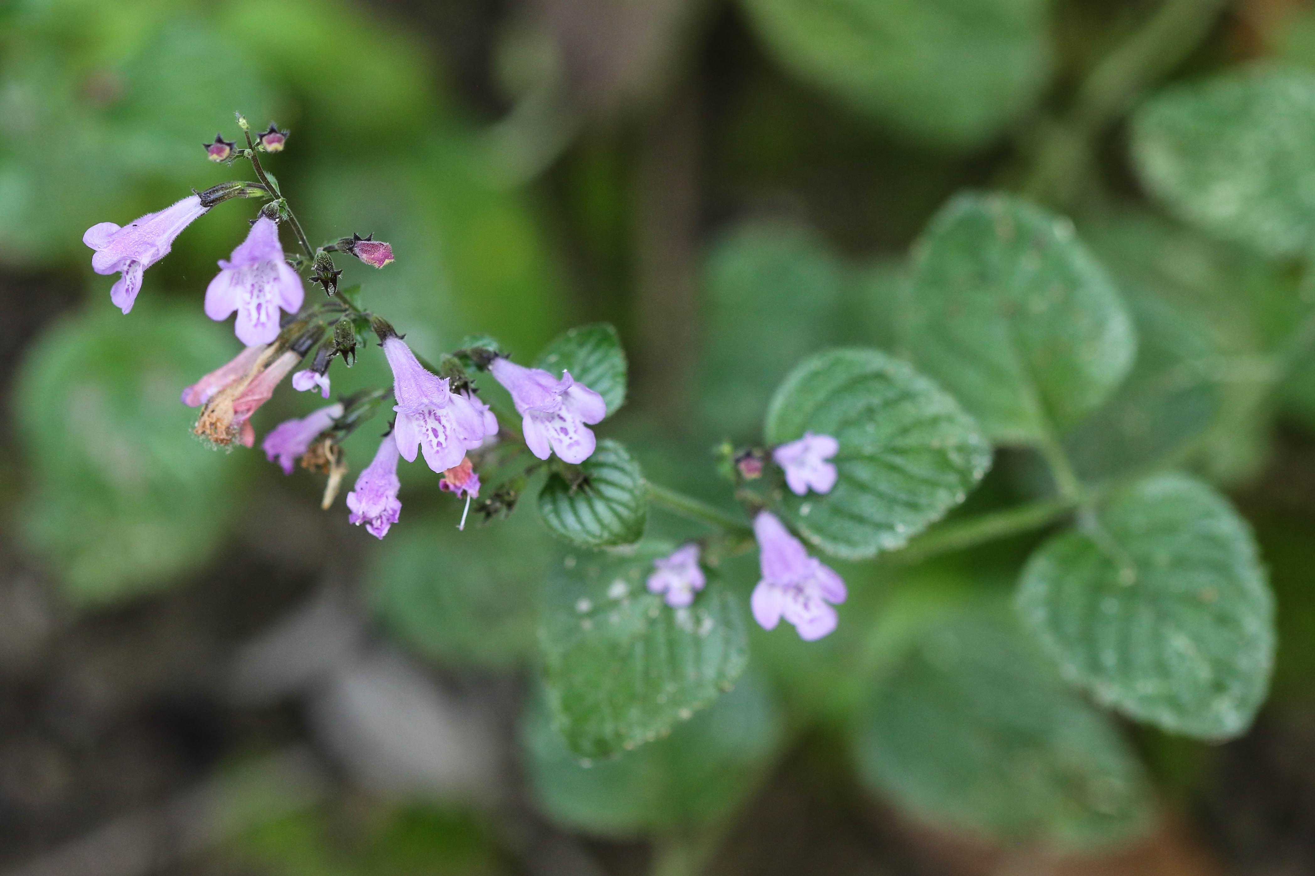 Calamintha menthifolia.jpg