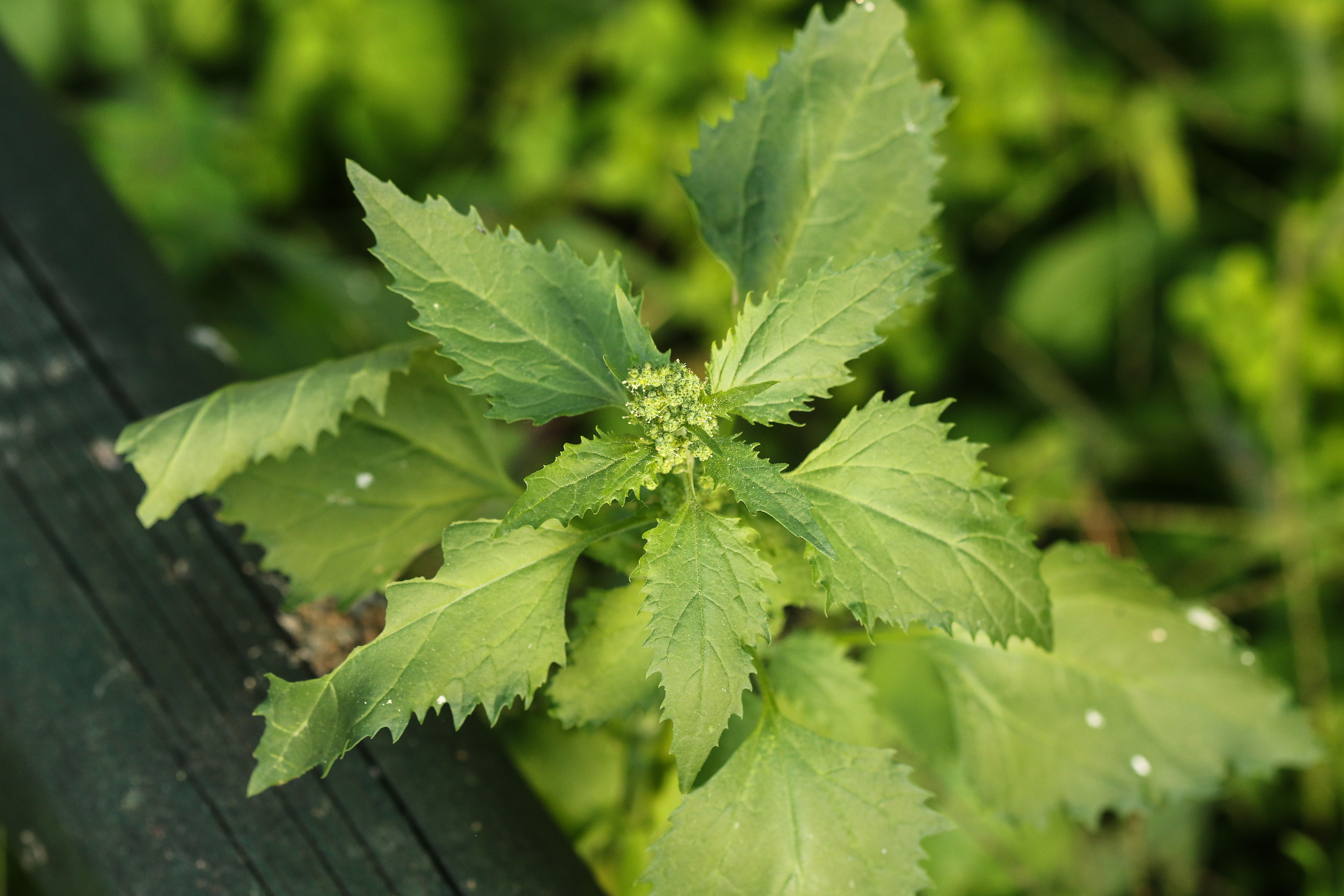 Chenopodium murale.jpg