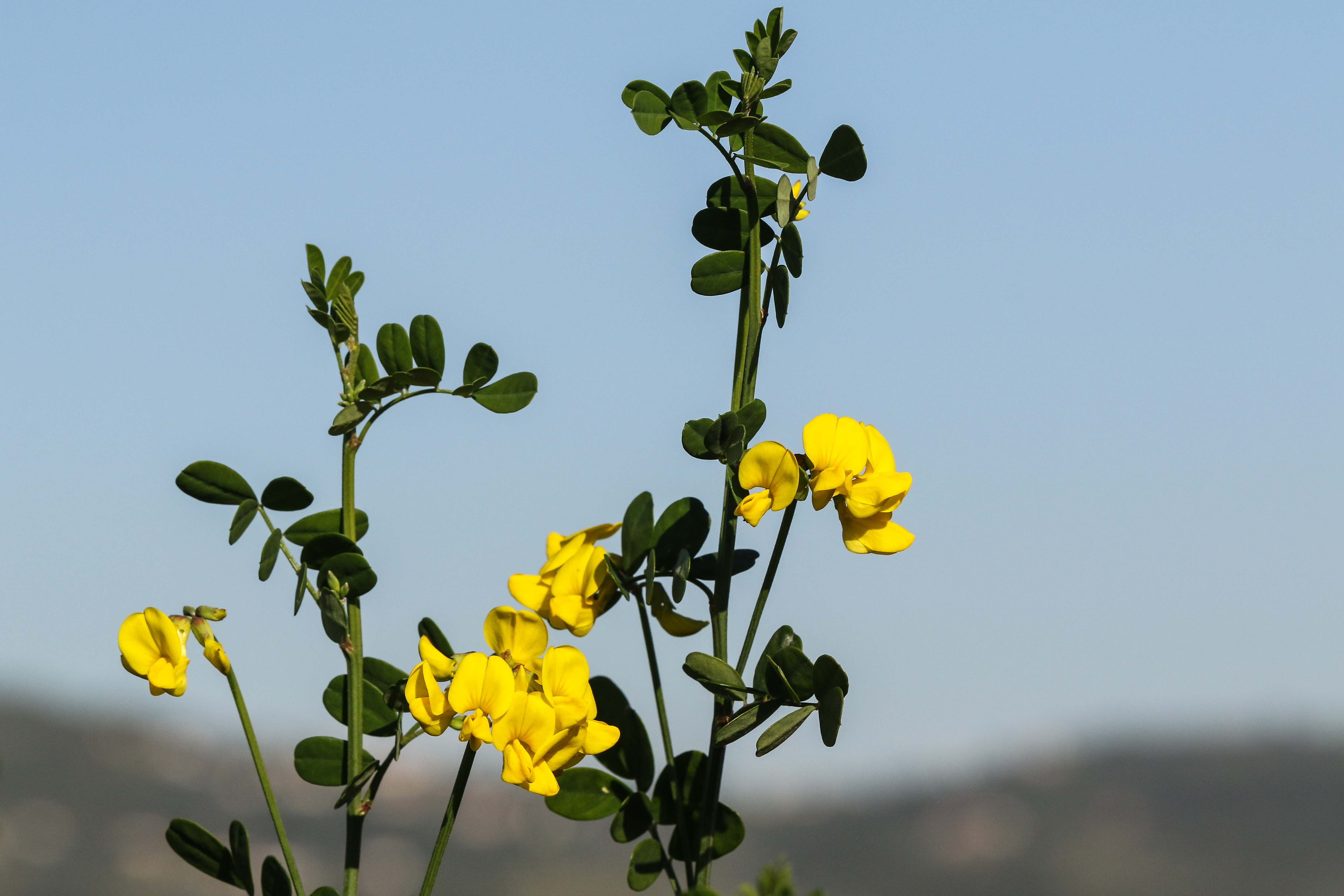 Coronilla emerus.jpg