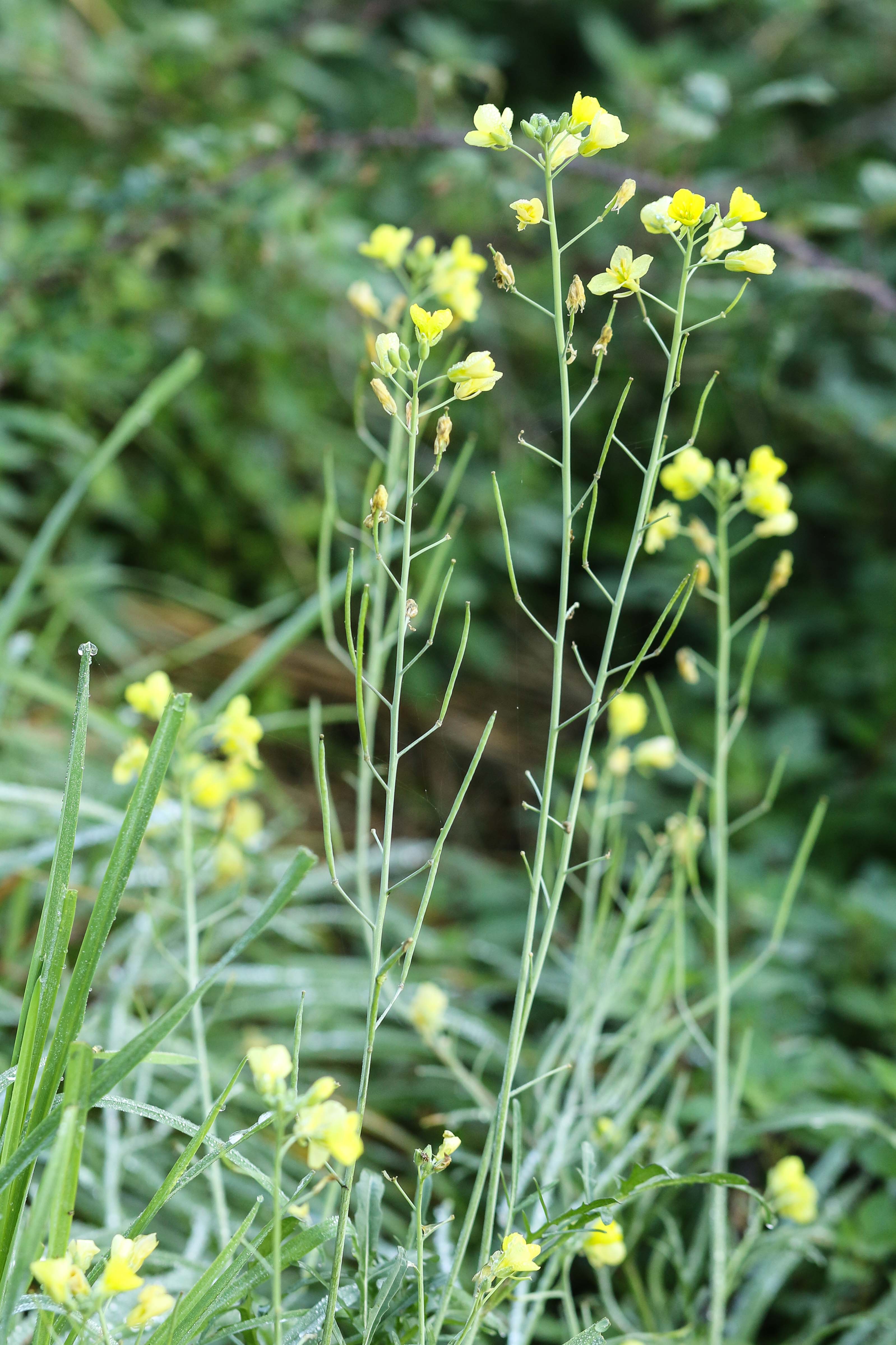 Diplotaxis tenuifolia.jpg
