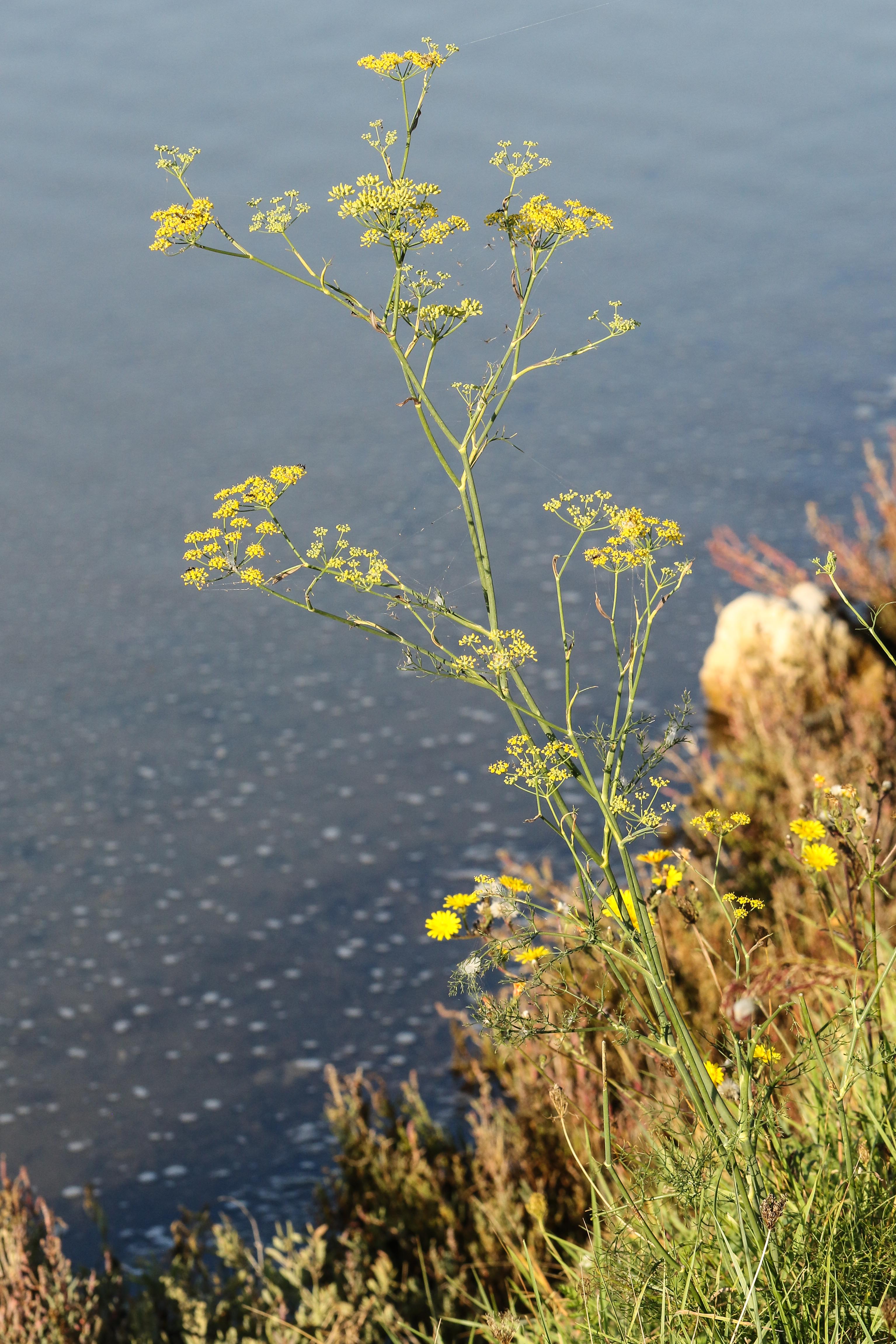 Foeniculum vulgare.jpg