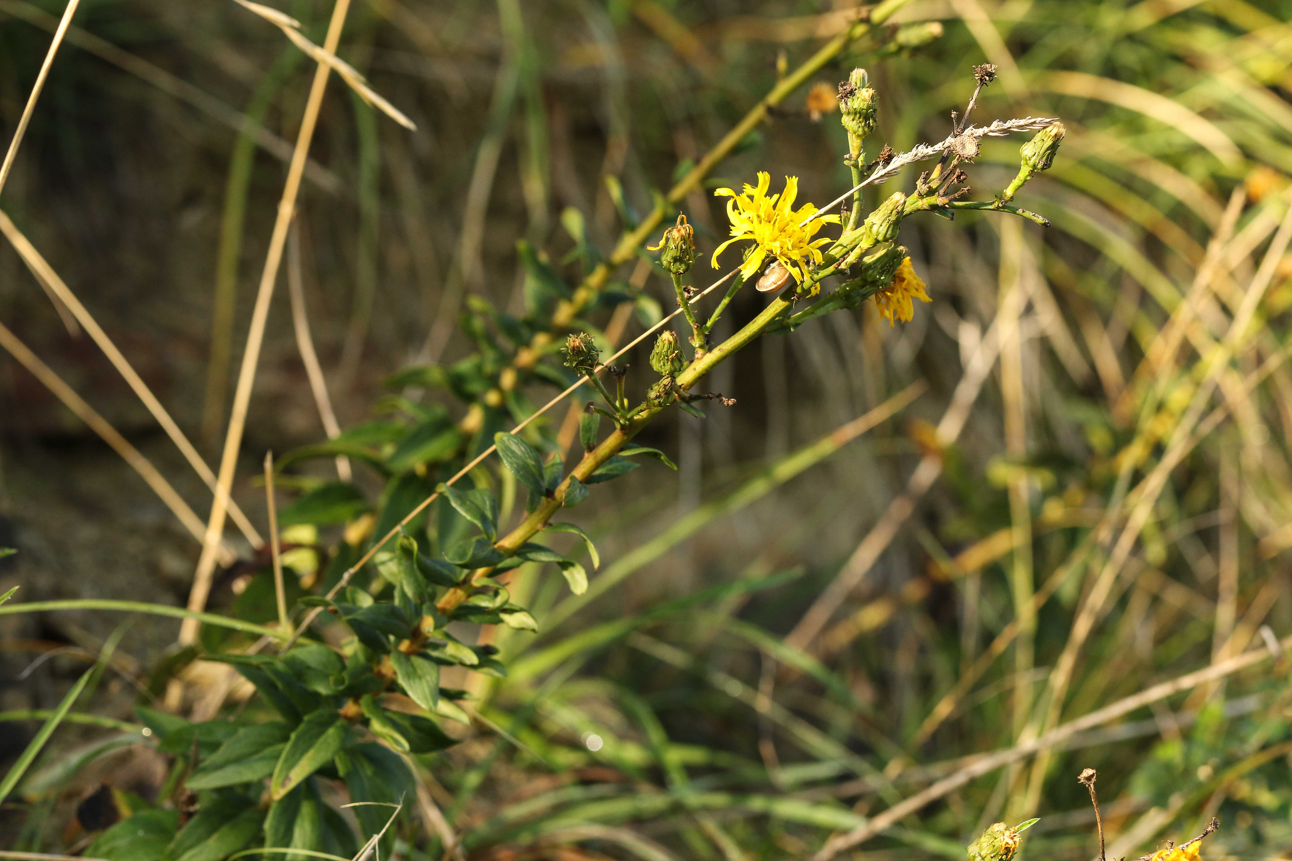 Hieracium umbellatum.jpg