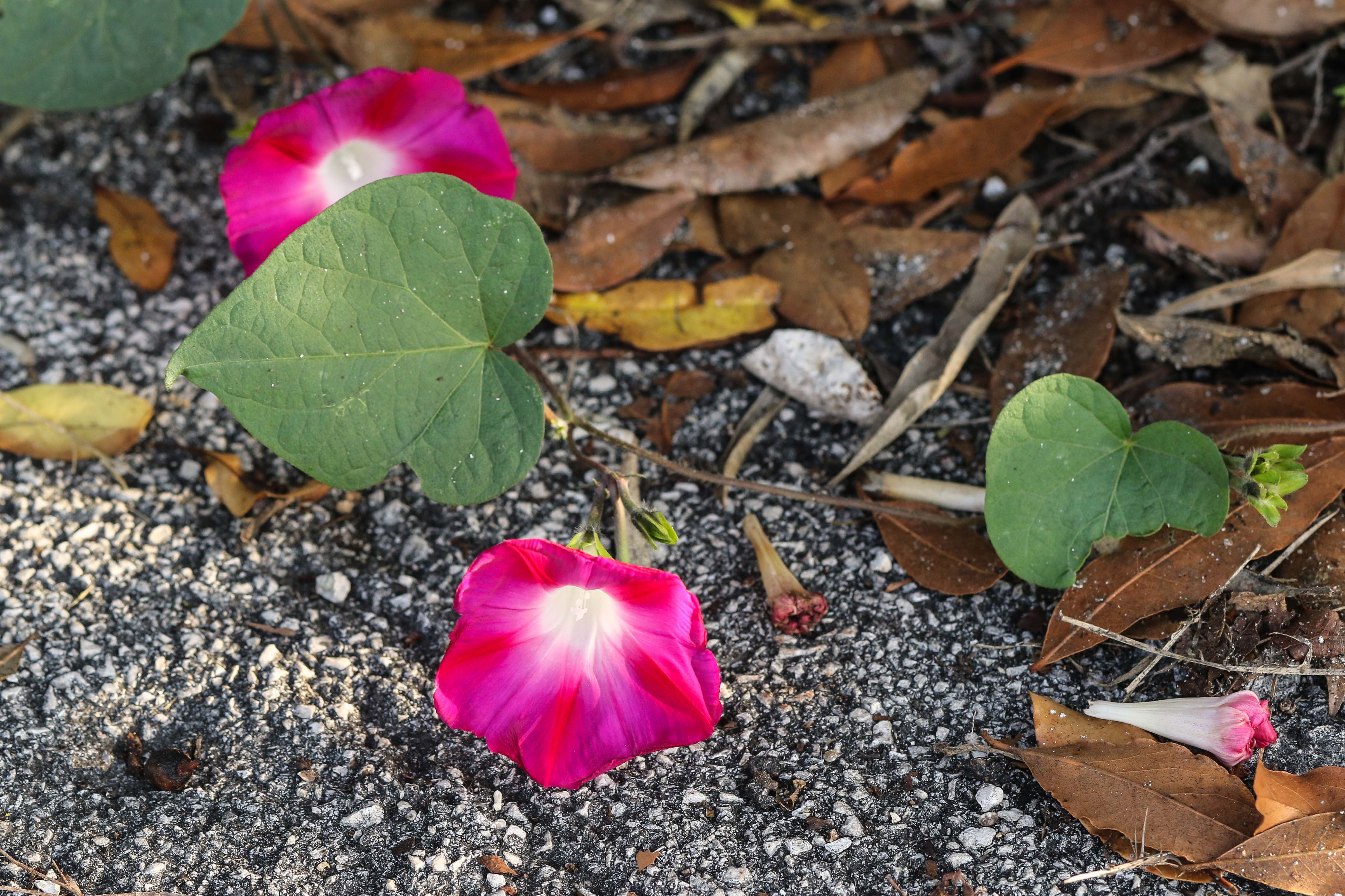 Ipomoea purpurea.jpg