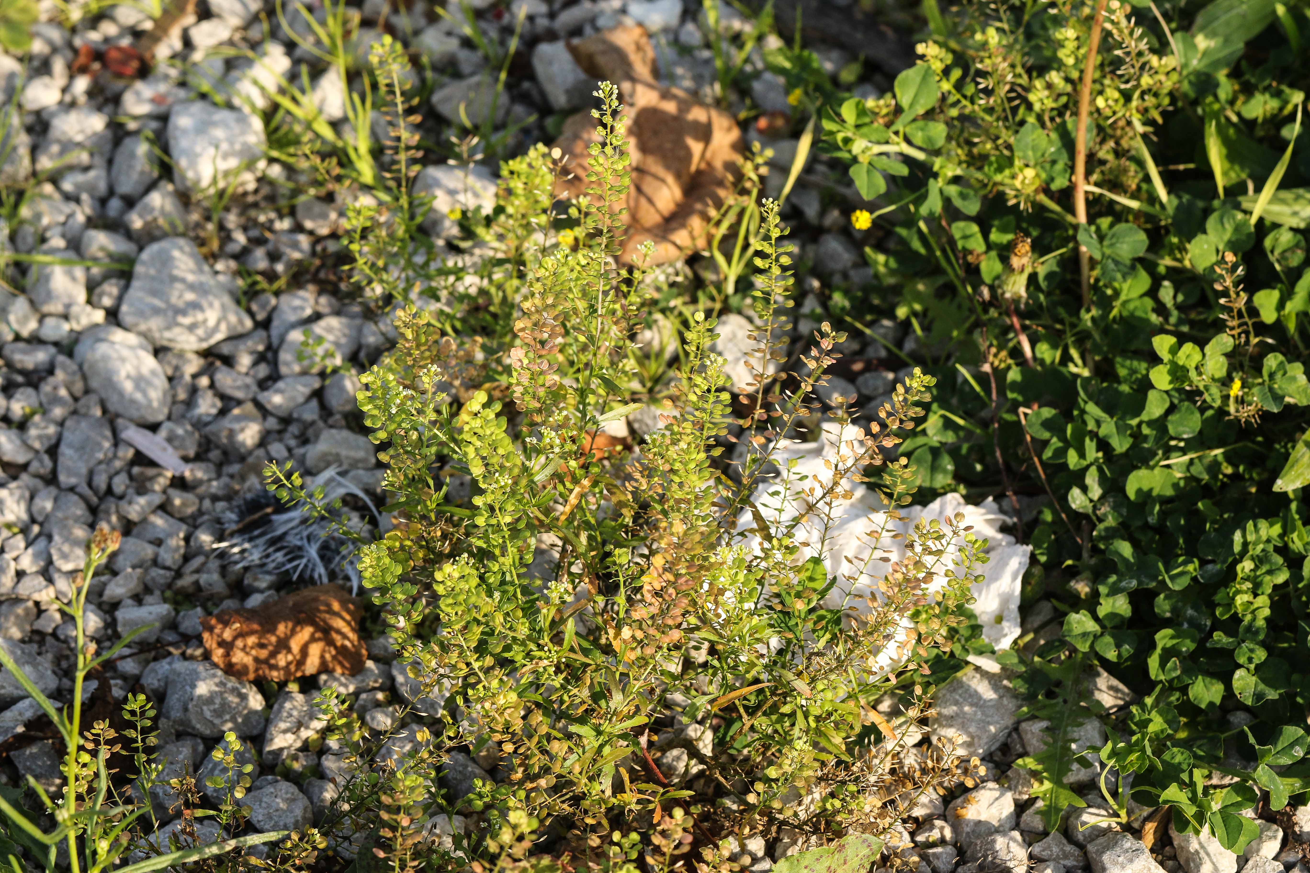 Lepidium ruderale.jpg