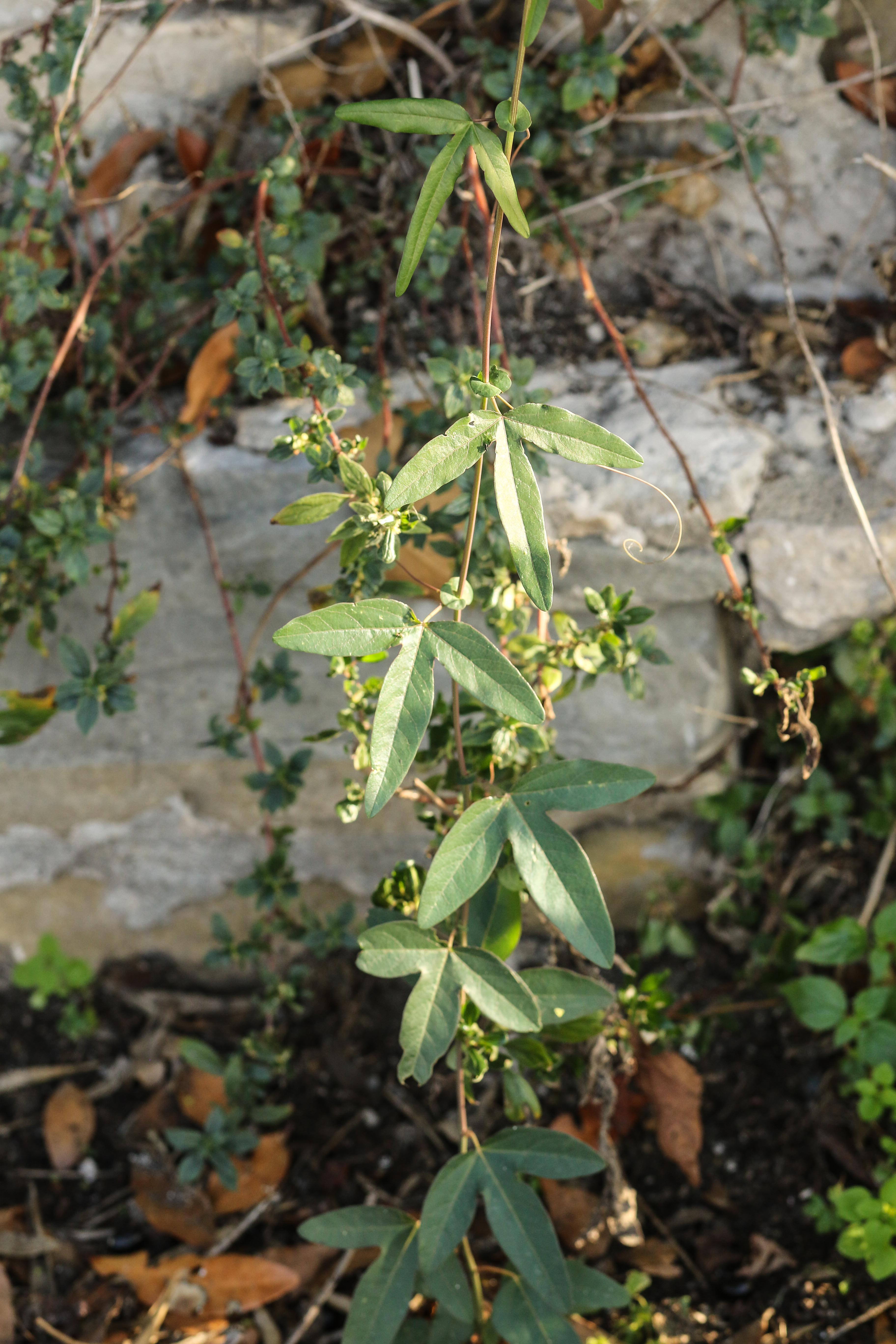 Passiflora cf. caerulea.jpg