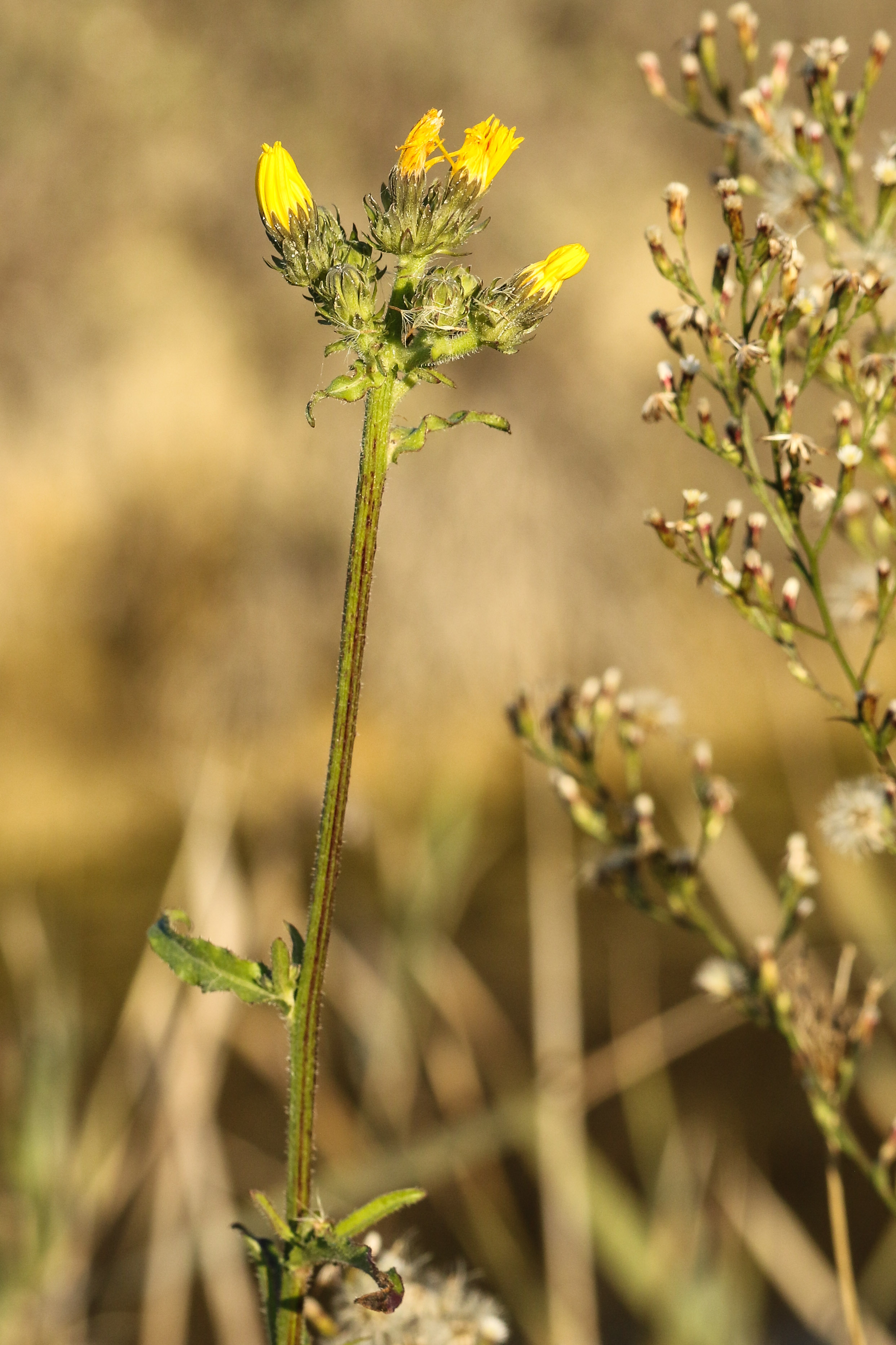 Picris hieracioides.jpg