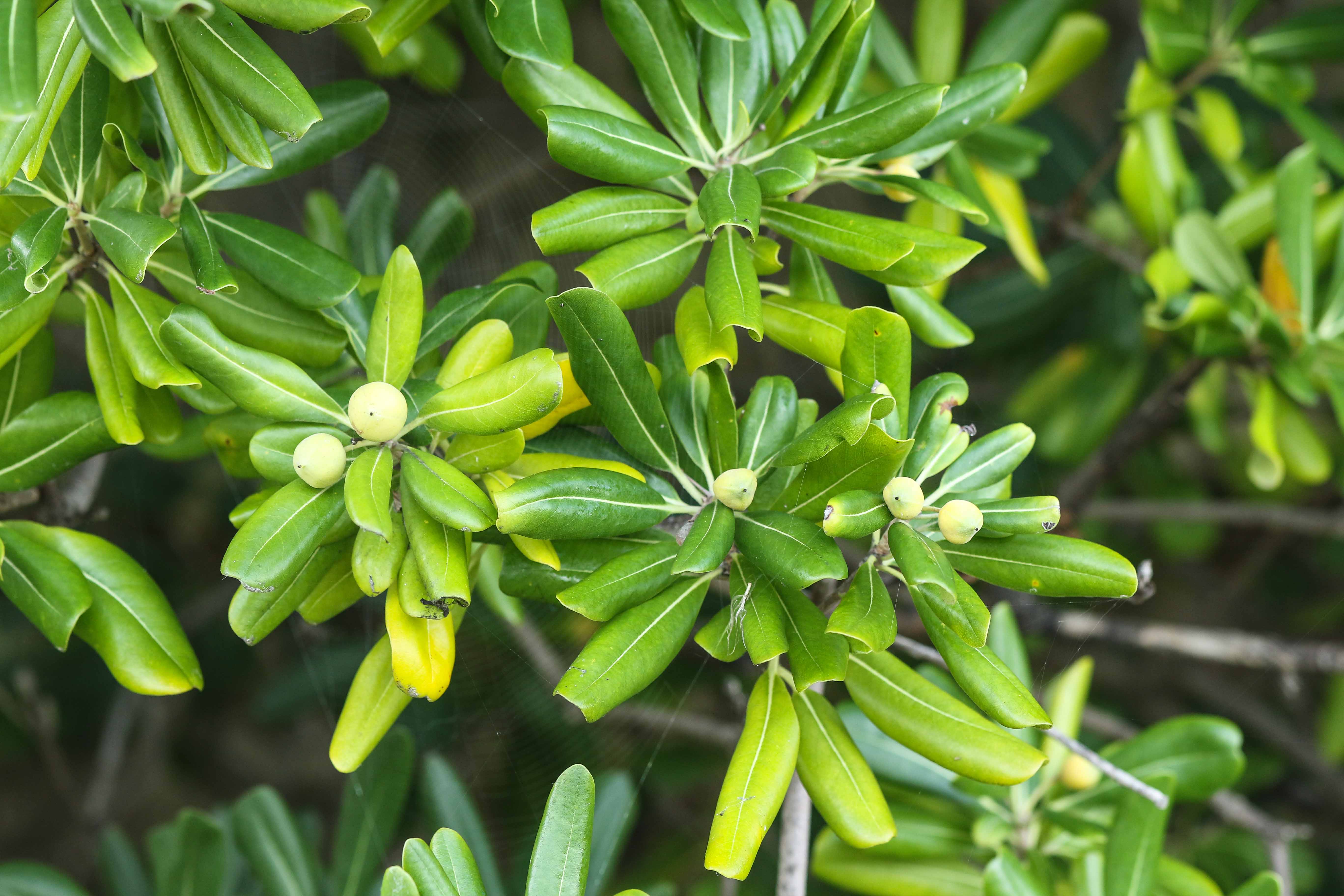 Pittosporum tobira.jpg