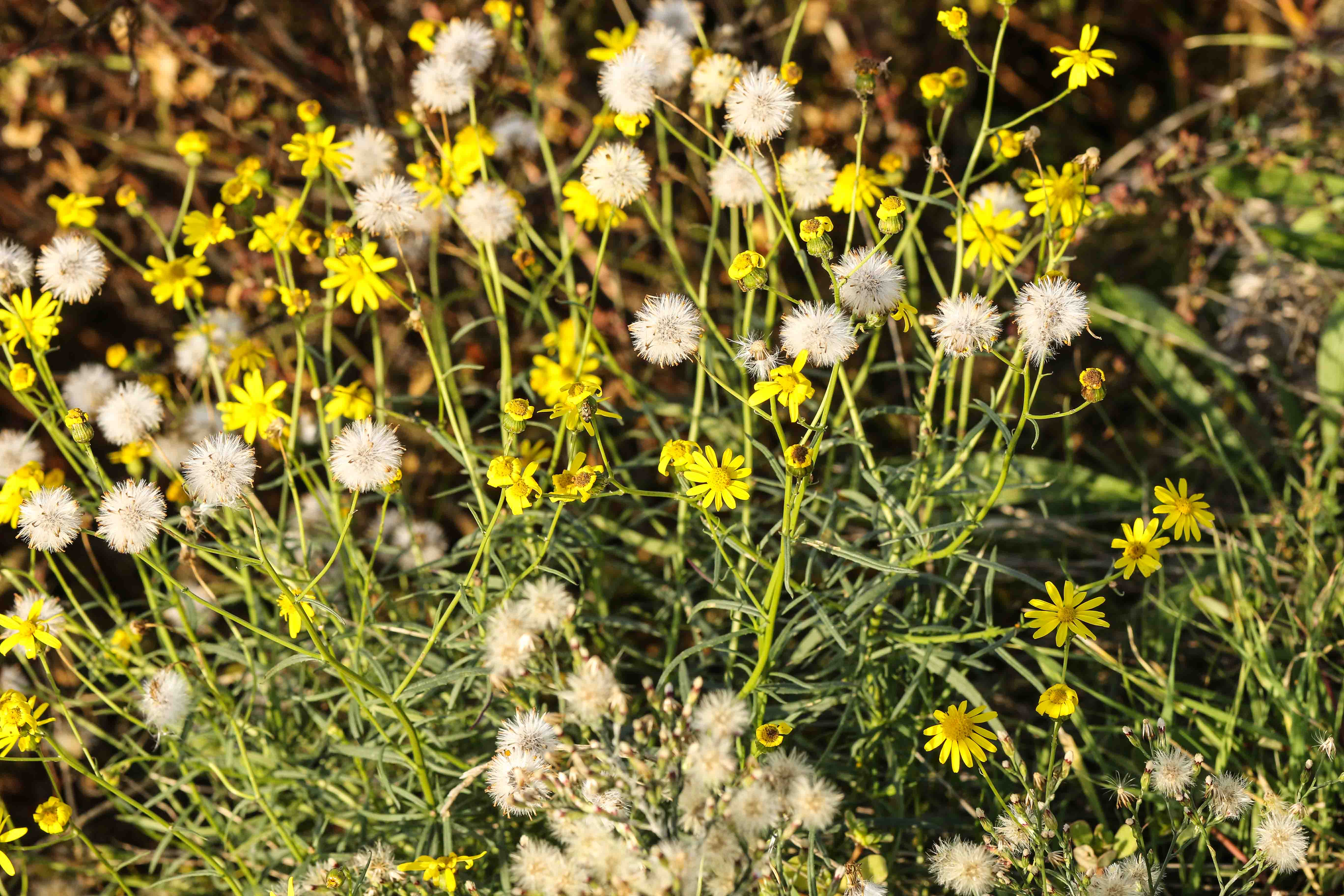 Senecio inaequidens.jpg