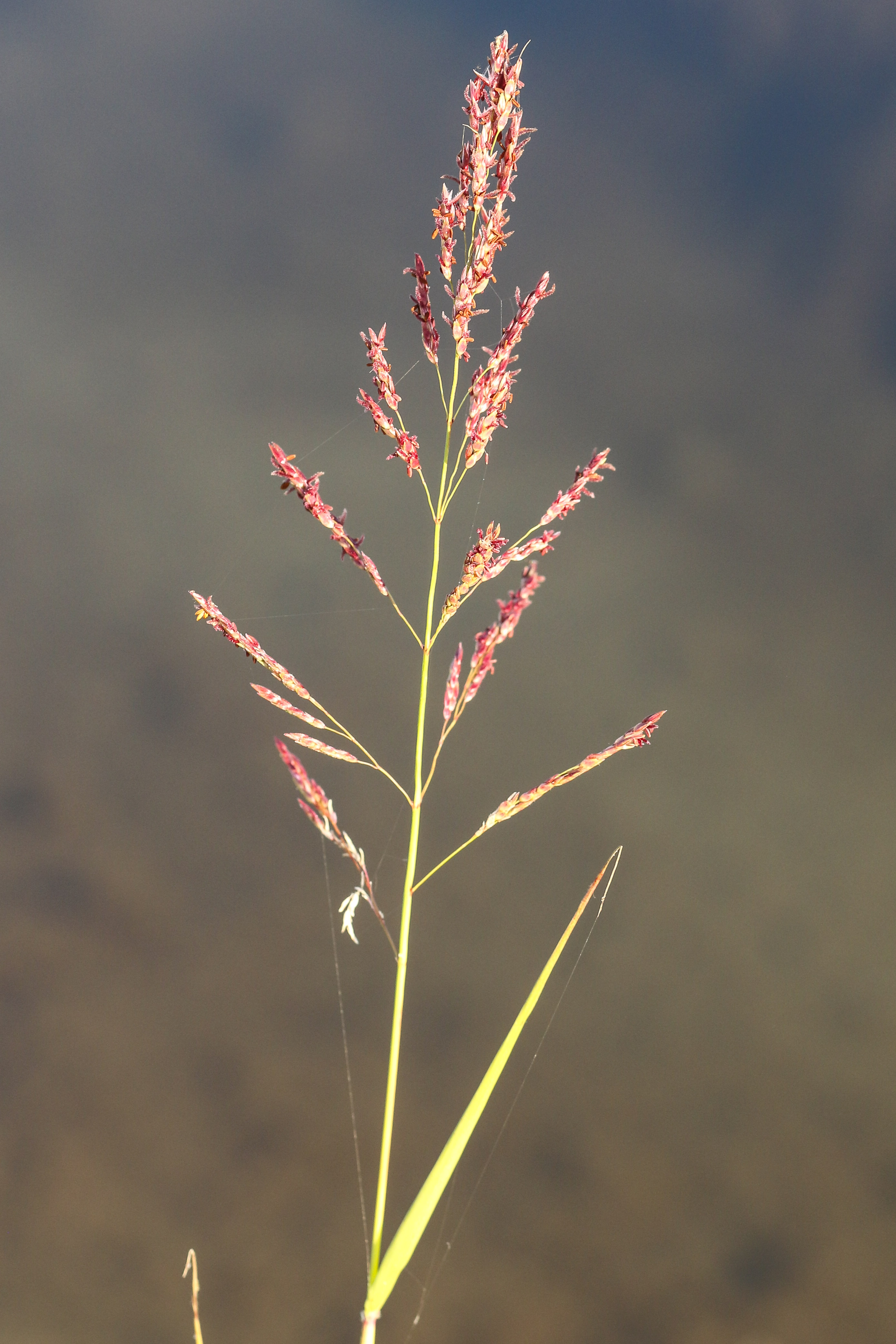 Sorghum halepense.jpg