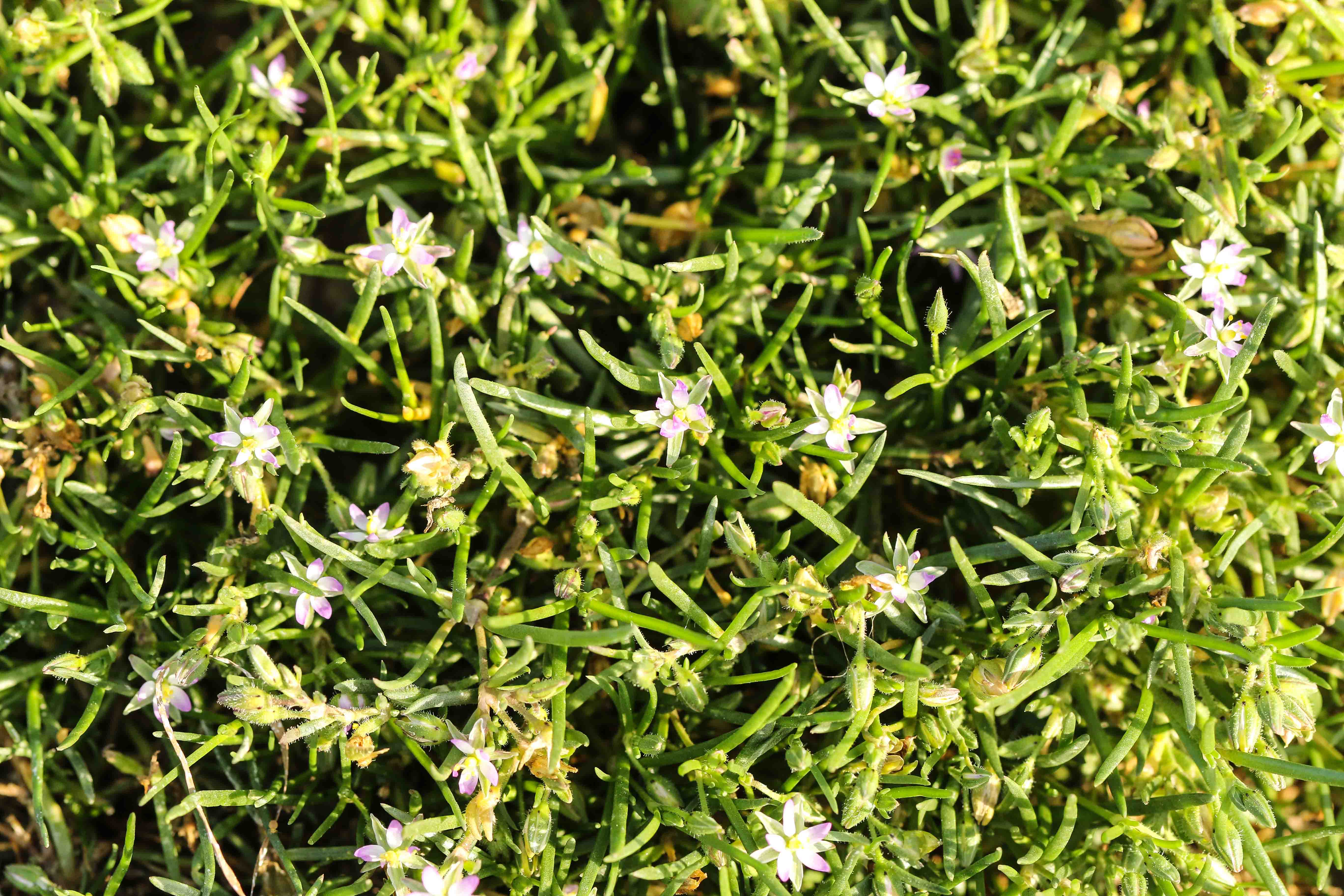 Spergularia maritima.jpg