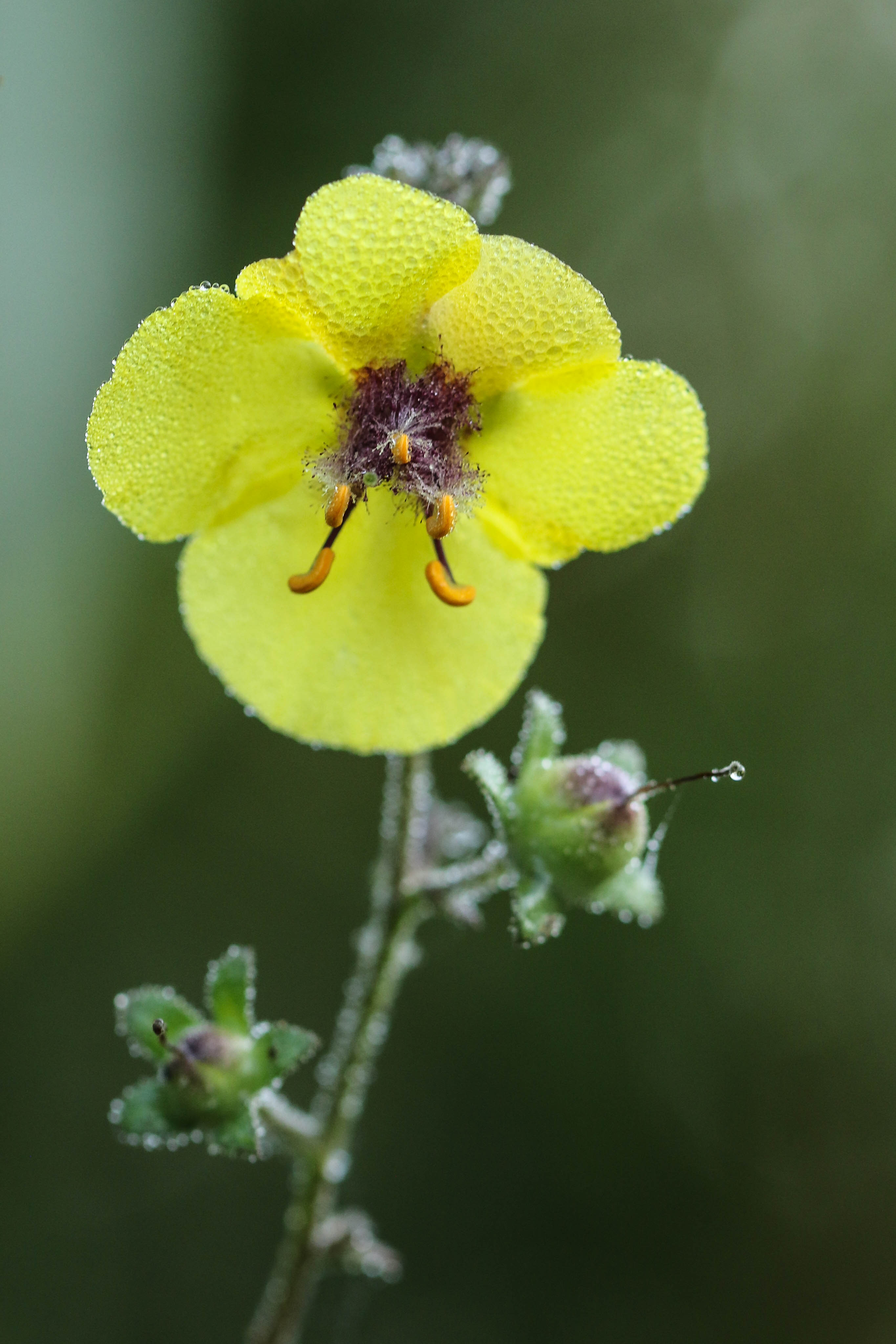 Verbascum blattaria.jpg