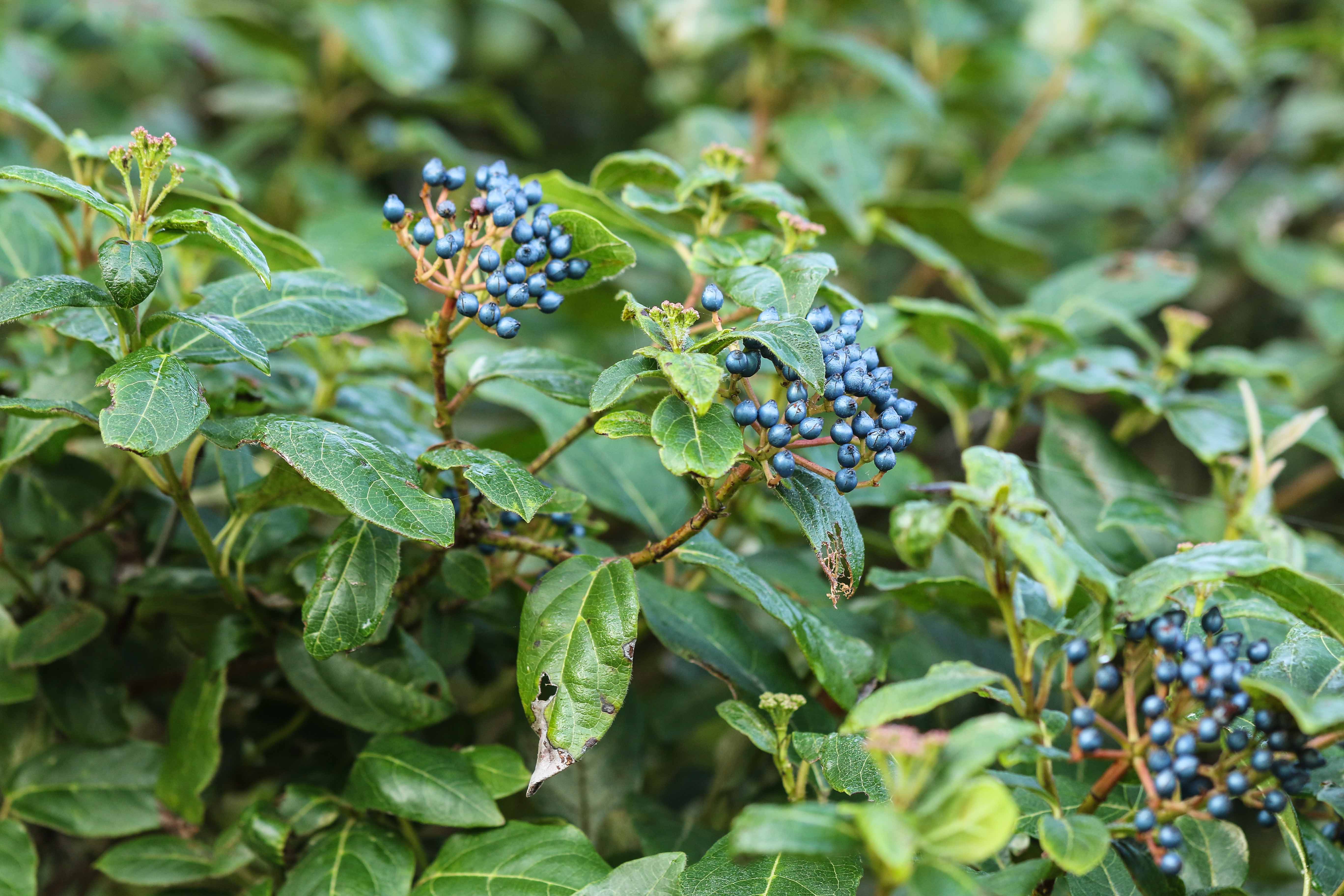 Viburnum tinus ssp. tinus.jpg