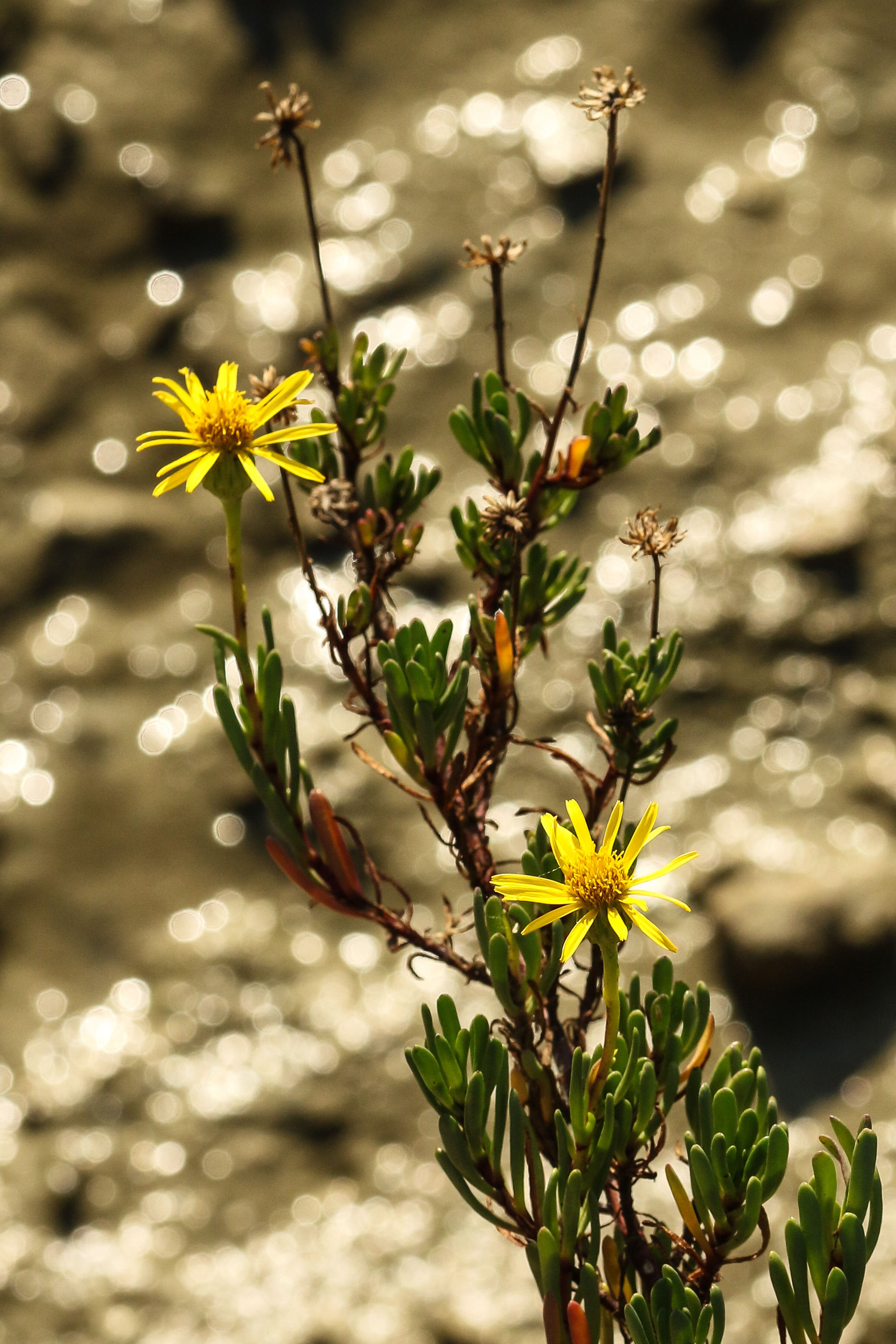 Inula crithmoides.jpg