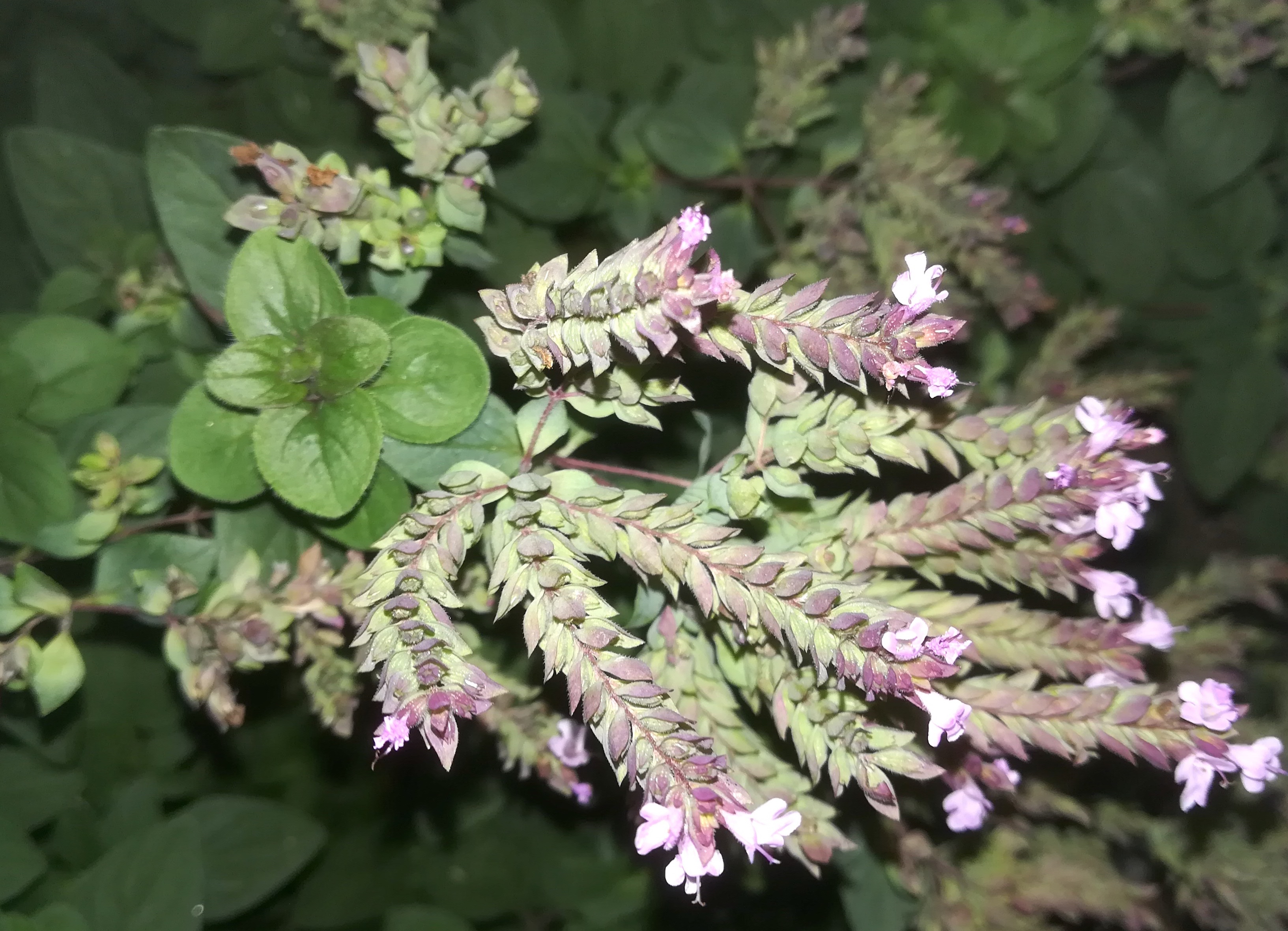 origanum vulgare subsp. prismaticum sonnwendviertel_20191027_165236.jpg