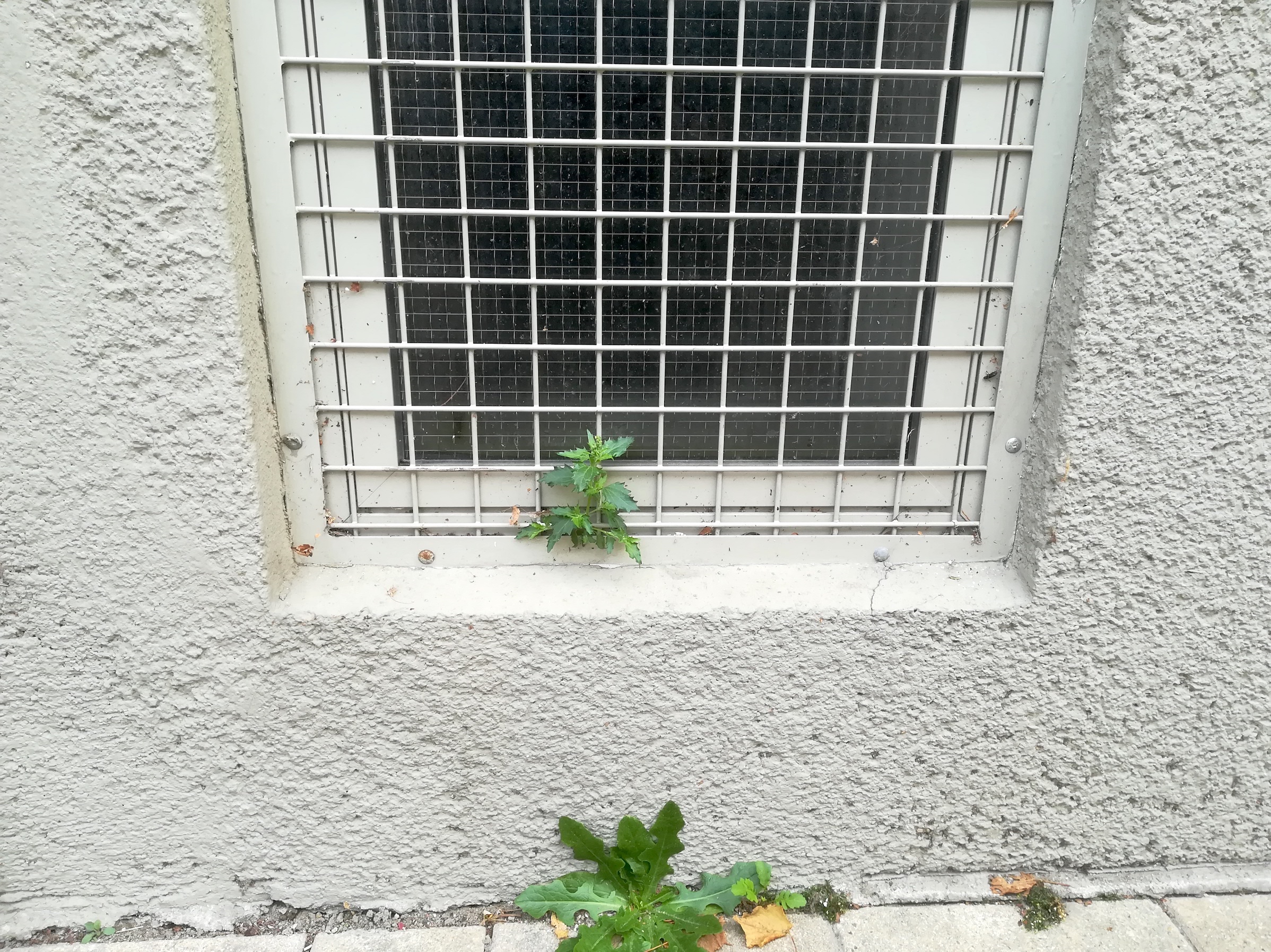 chenopodium murale bacherplatz_20191030_145046.jpg