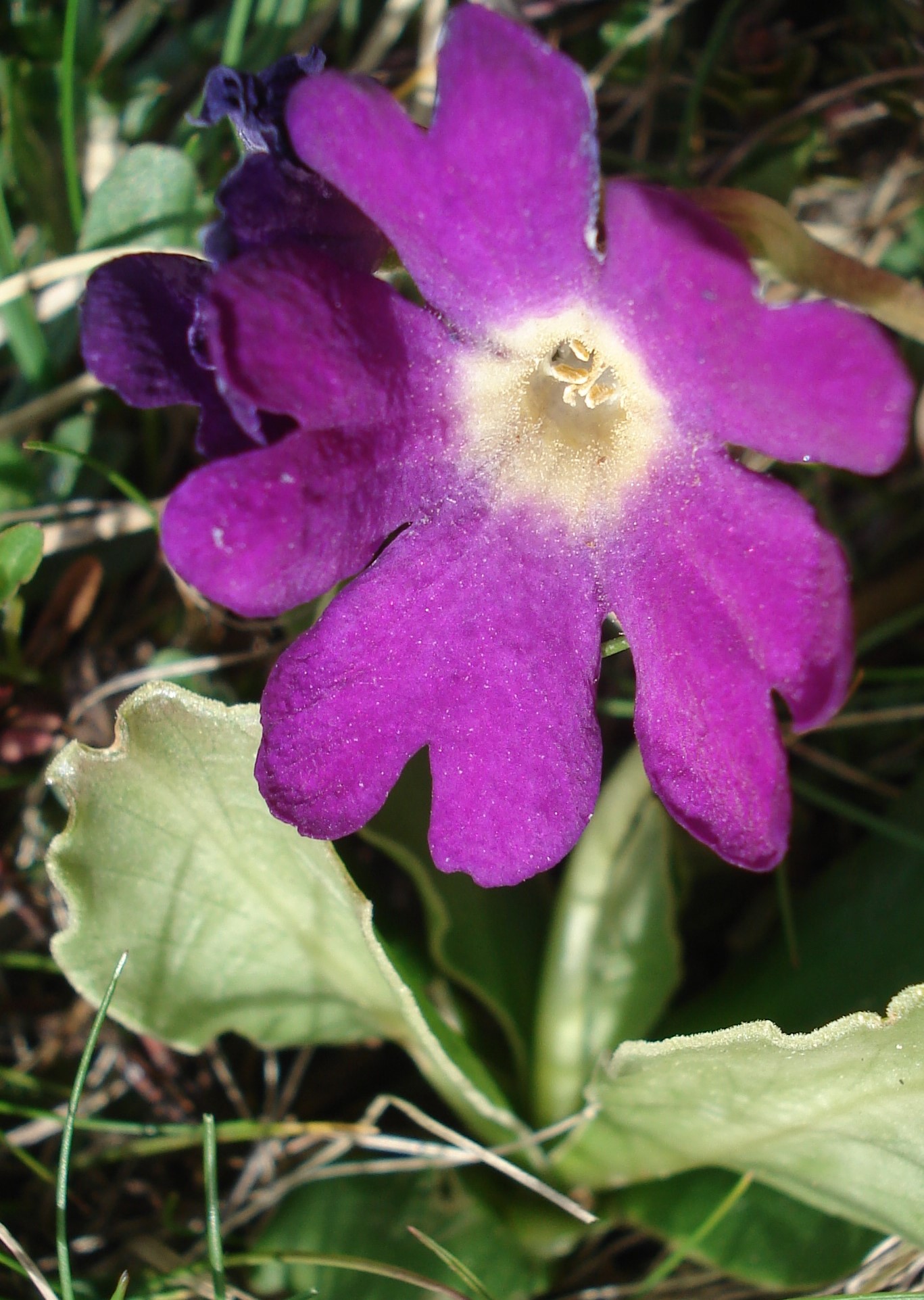 Primula.auricula x clusiana.x lempergii.St - Reiting.Gösseck.JPG