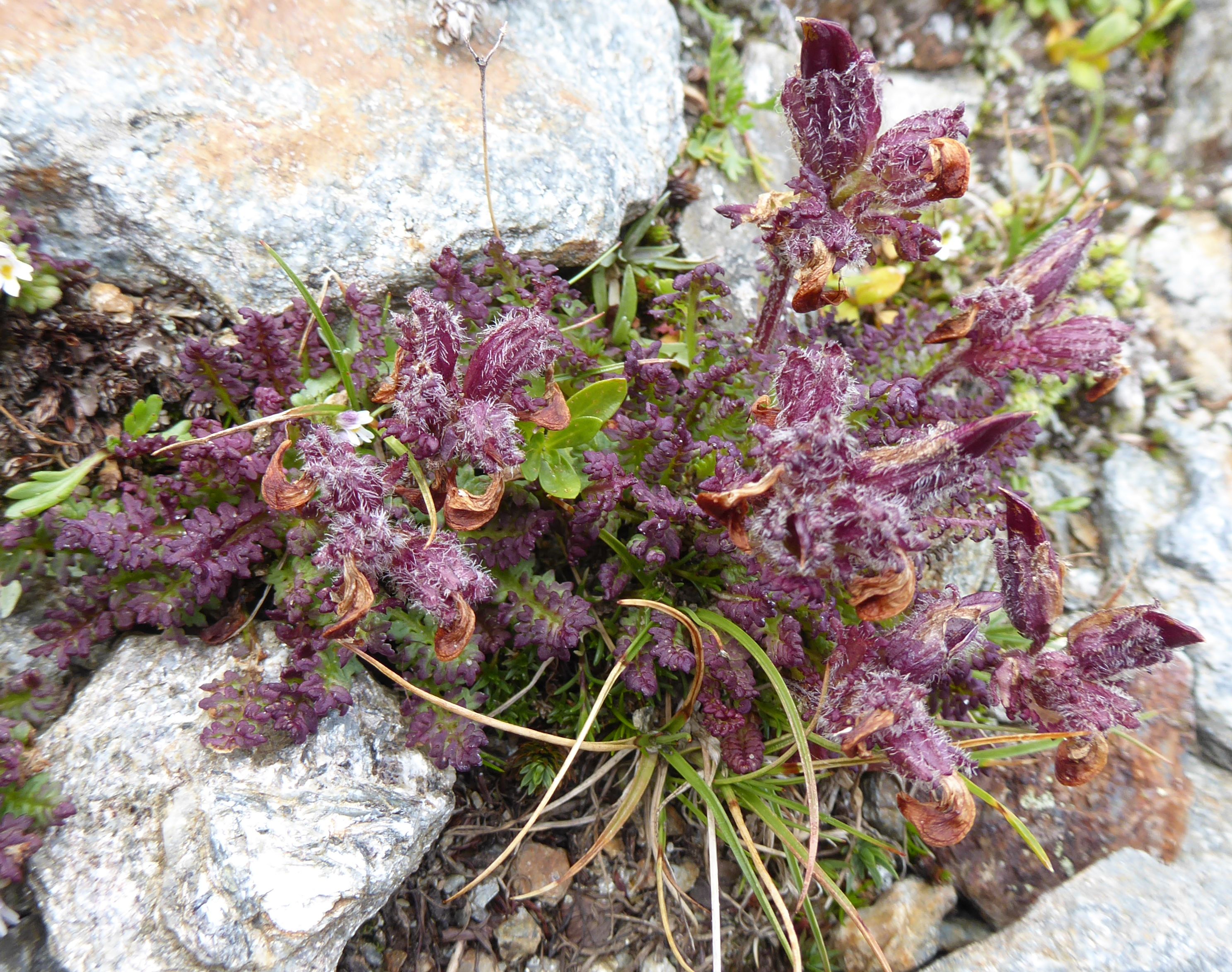 1P1170894  mglw Pedicularis aspleniifolia.JPG