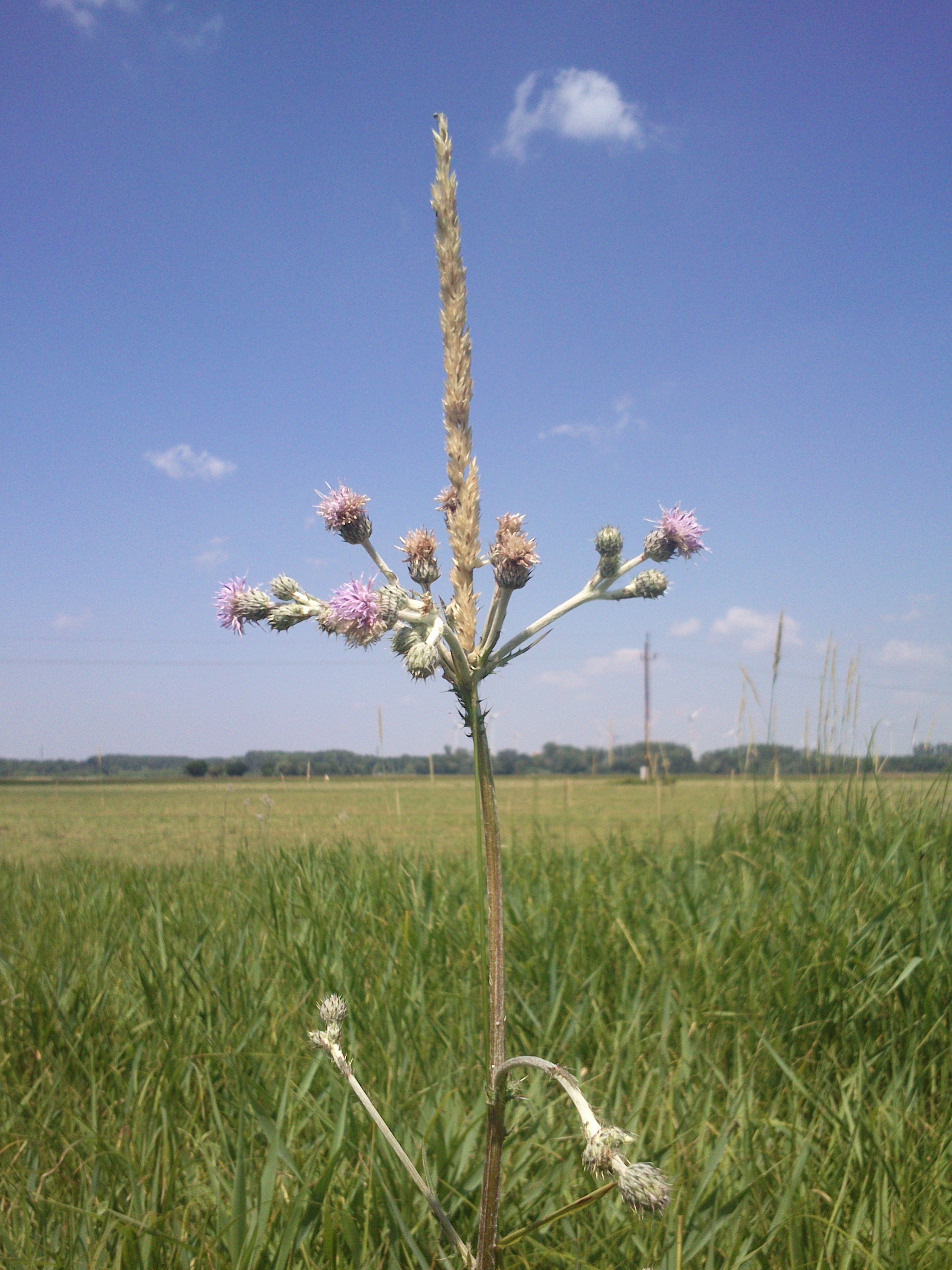 cirsium brachycephalum et alopecurus geniculatus_0007.jpg