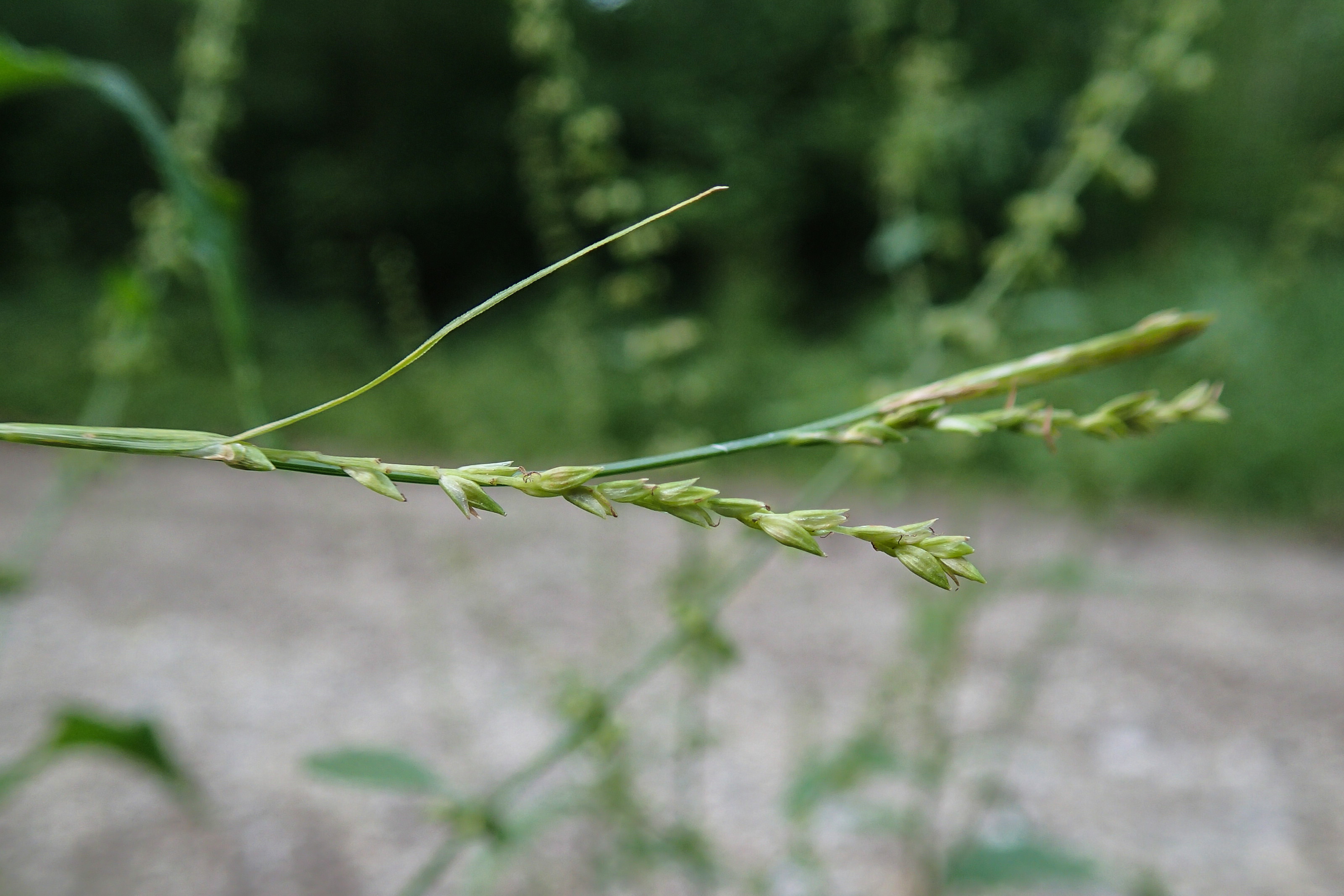 Carex strigosa_Fruchtstand.jpg