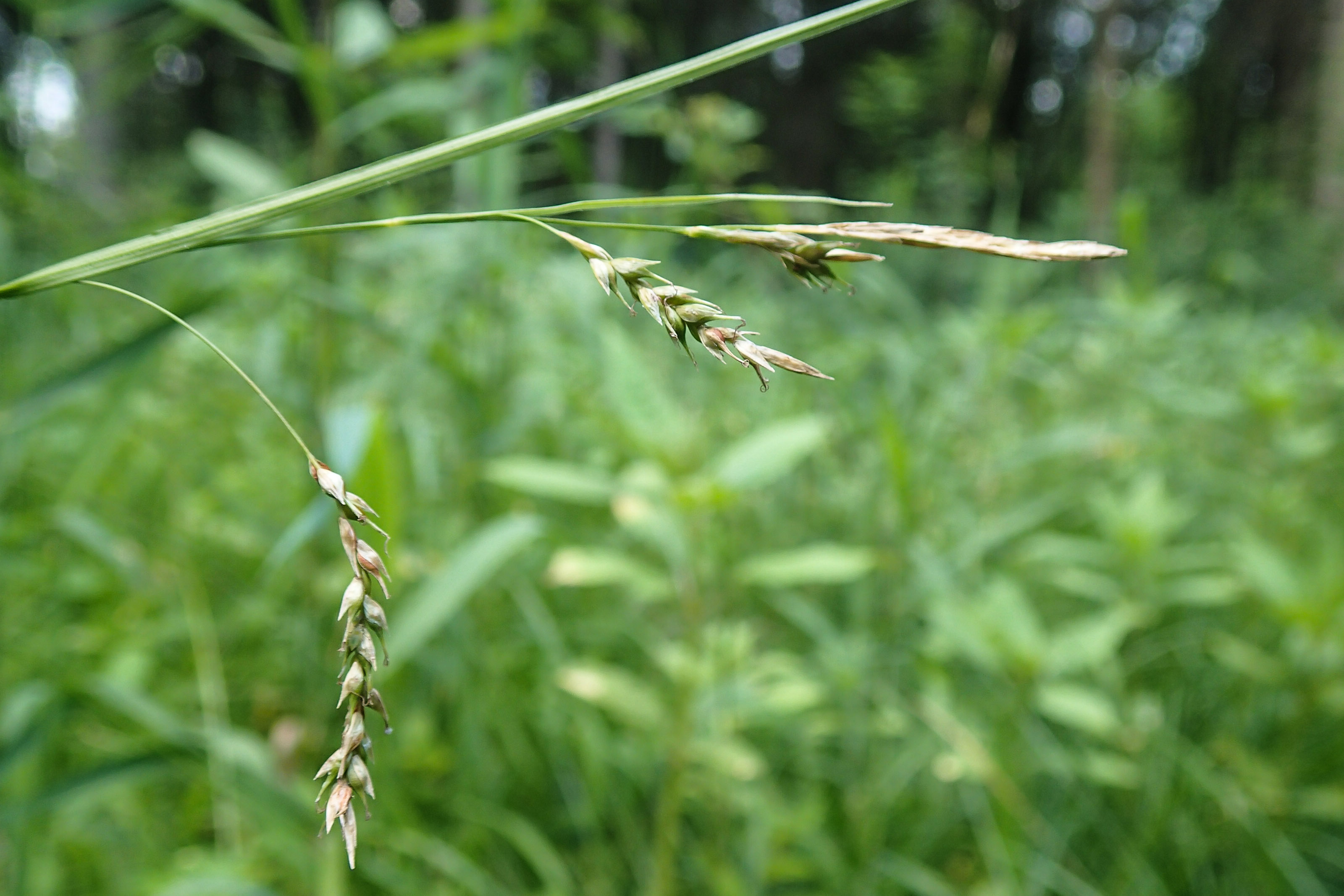 Carex sylvatica_Fruchtstand.jpg